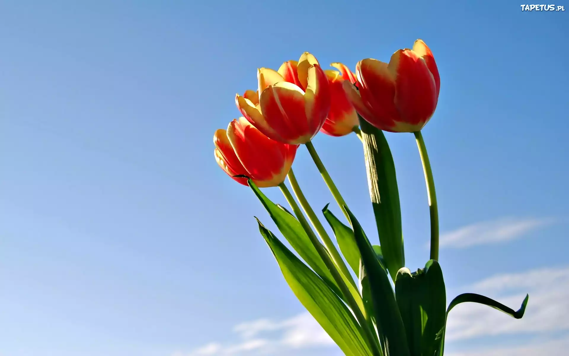 Tulipany, Niebo