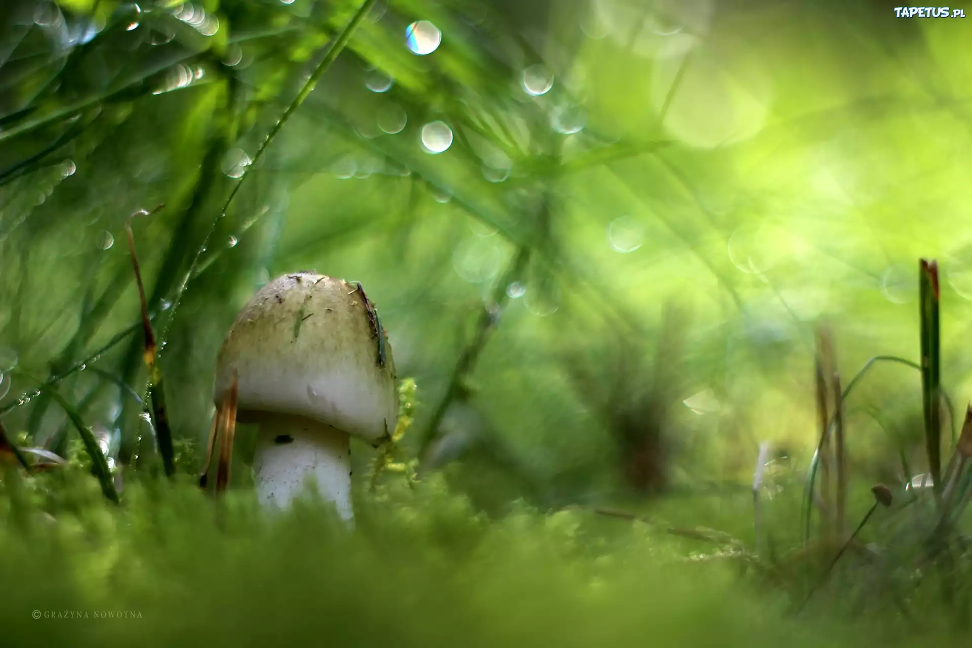 Biały, Grzyb, Mech, Bokeh