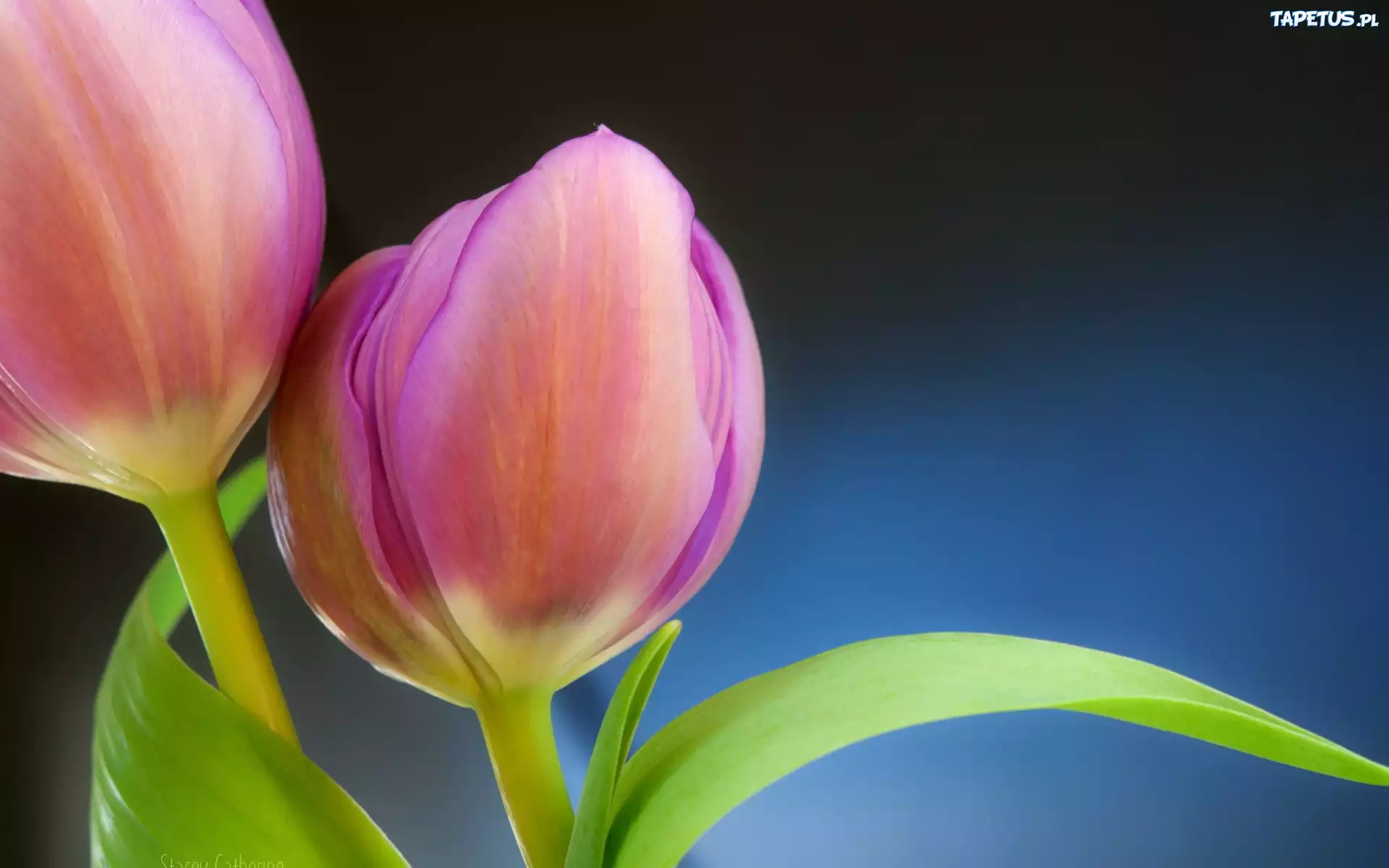 Tulipany