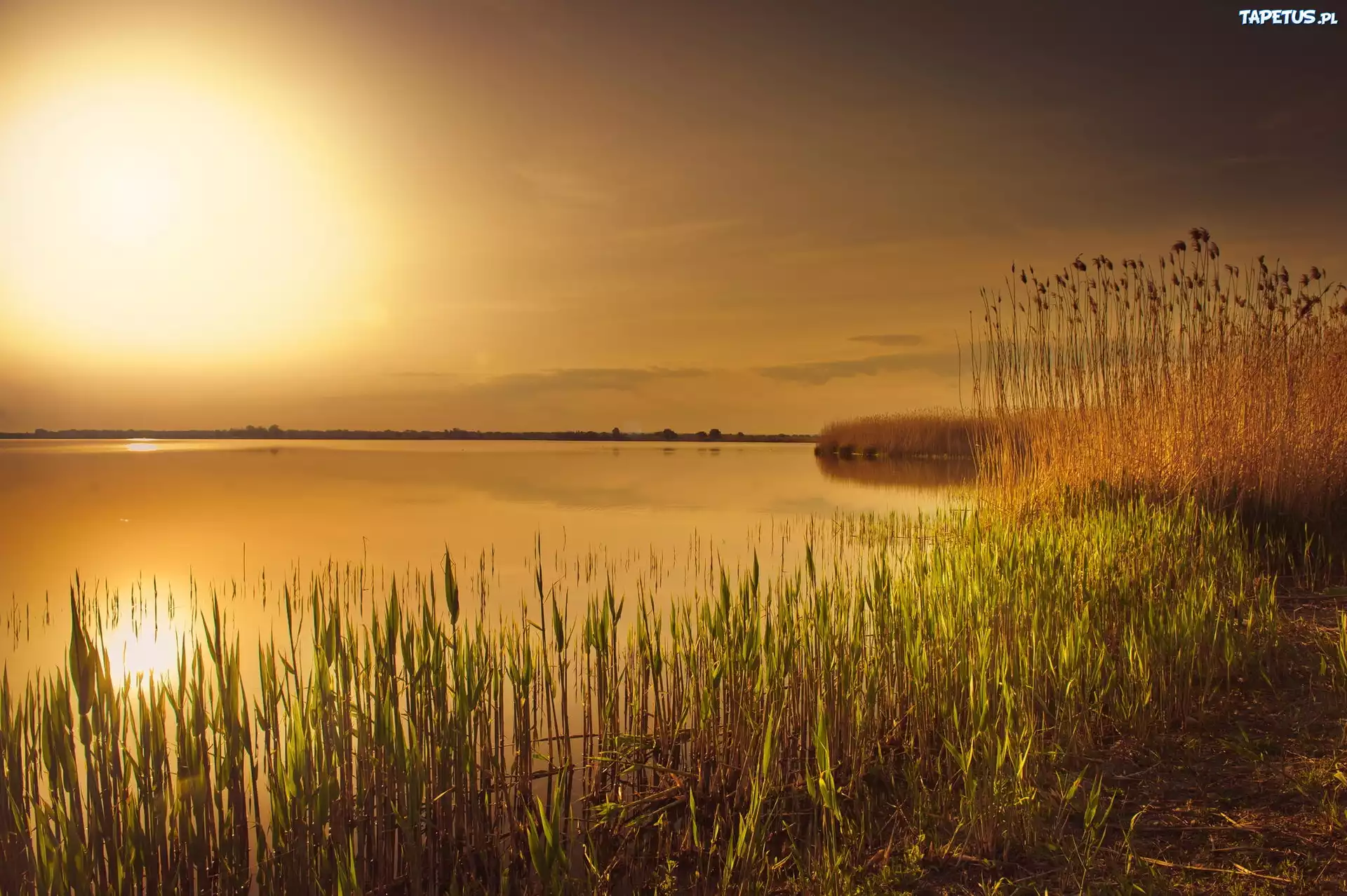 Jezioro, Zachód, Słońca, Trawa
