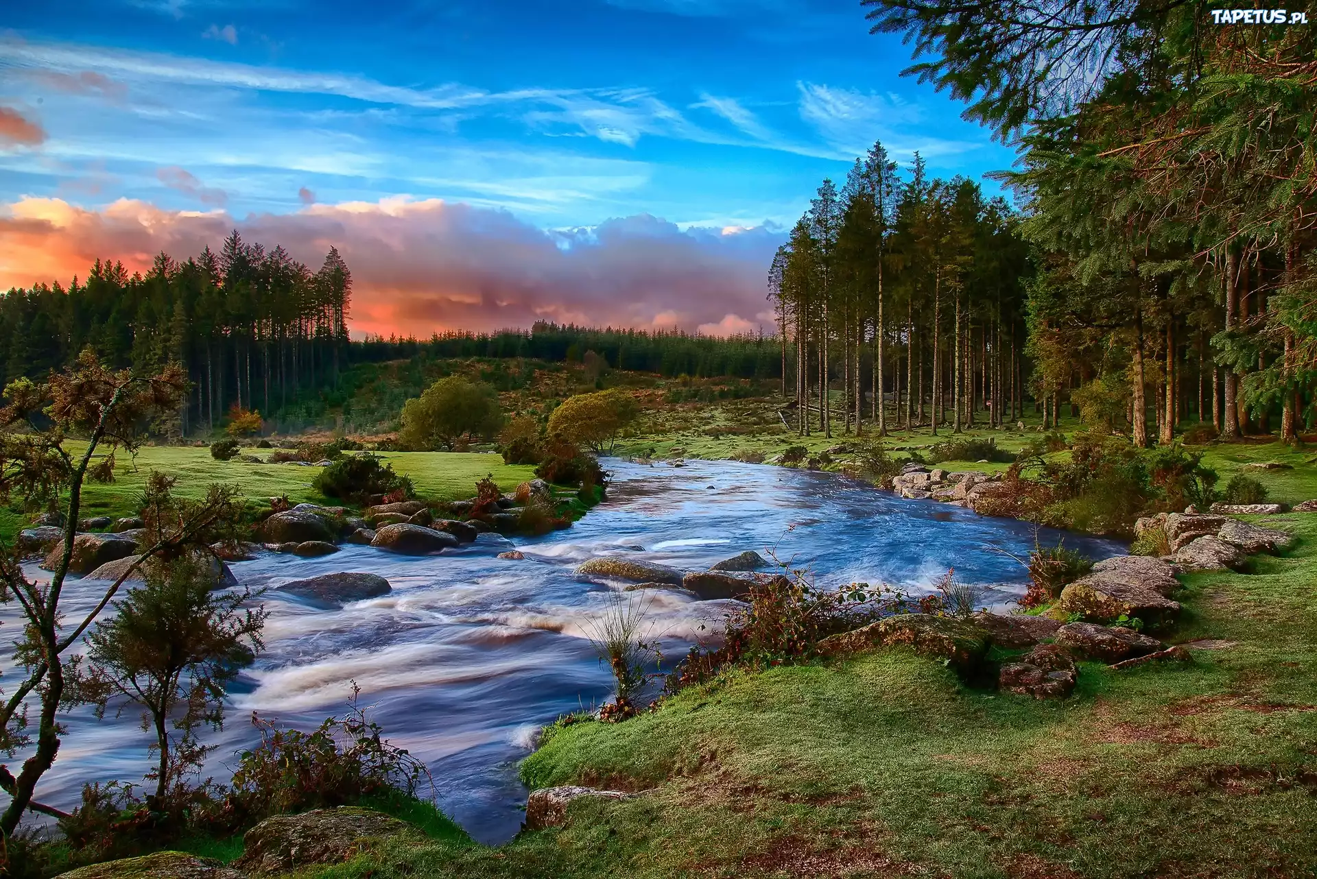 Rzeka, Las, Park Narodowy Dartmoor, Devon, Anglia