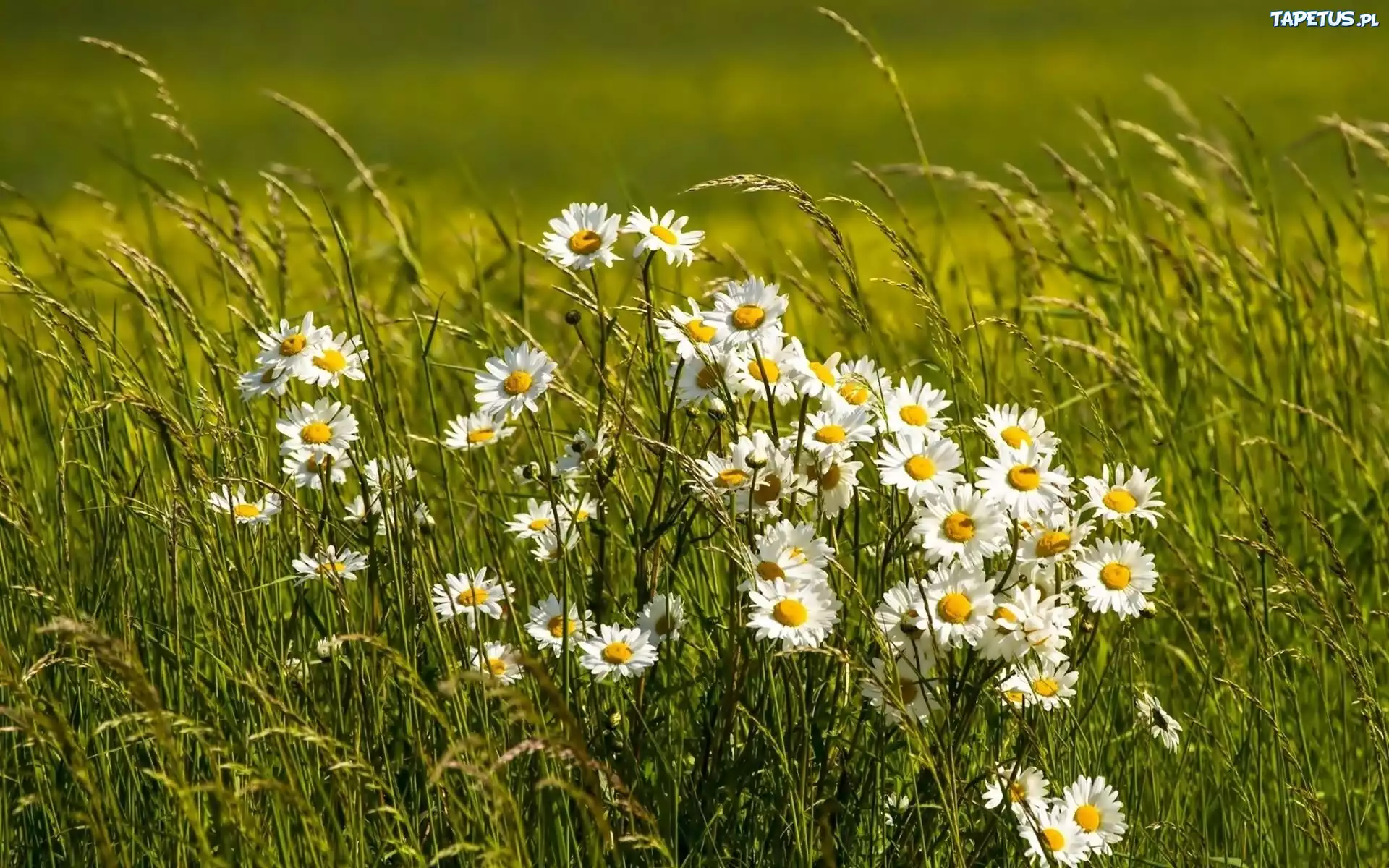 Margerytka