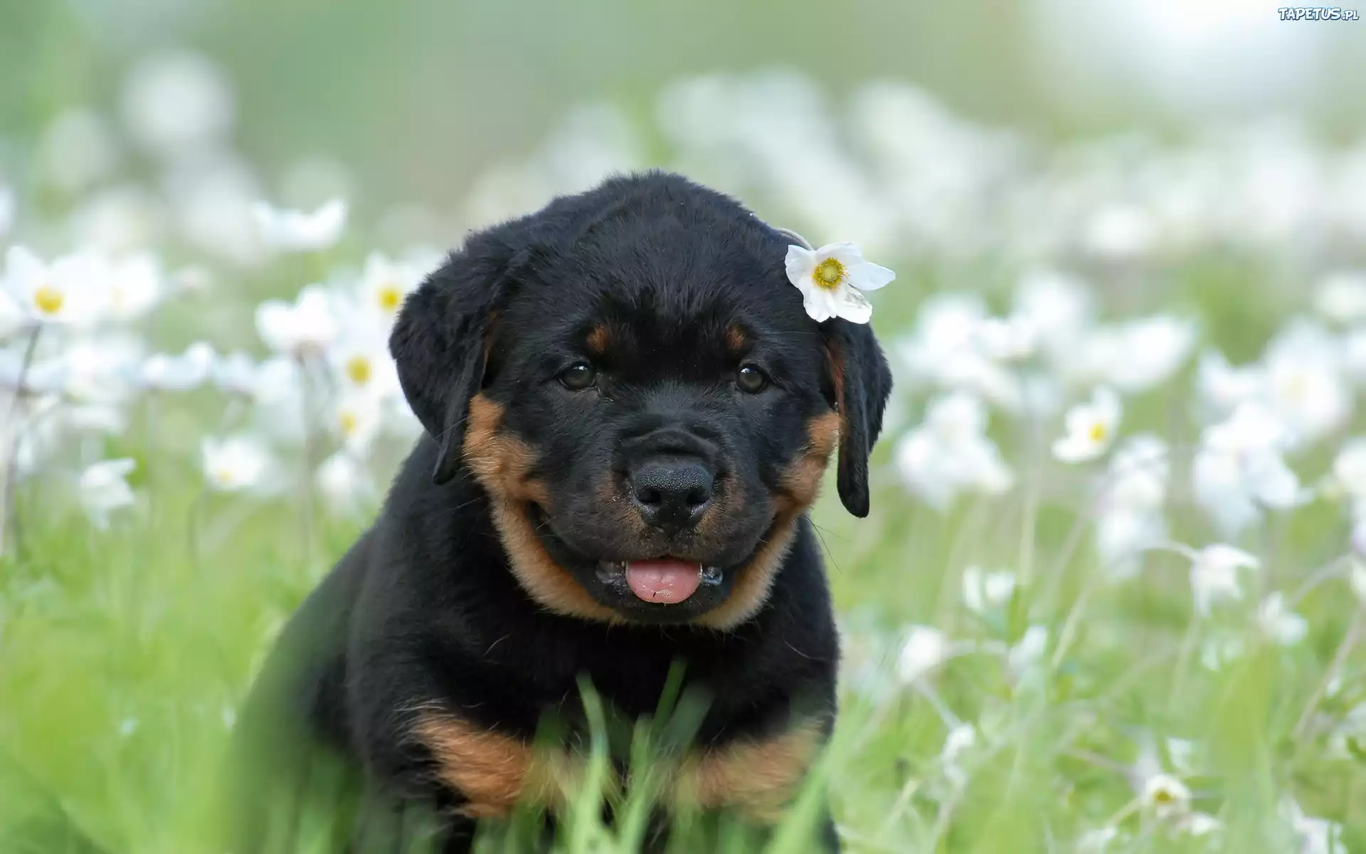 Szczeniak, Rottweiler, Łąka, Kwiaty