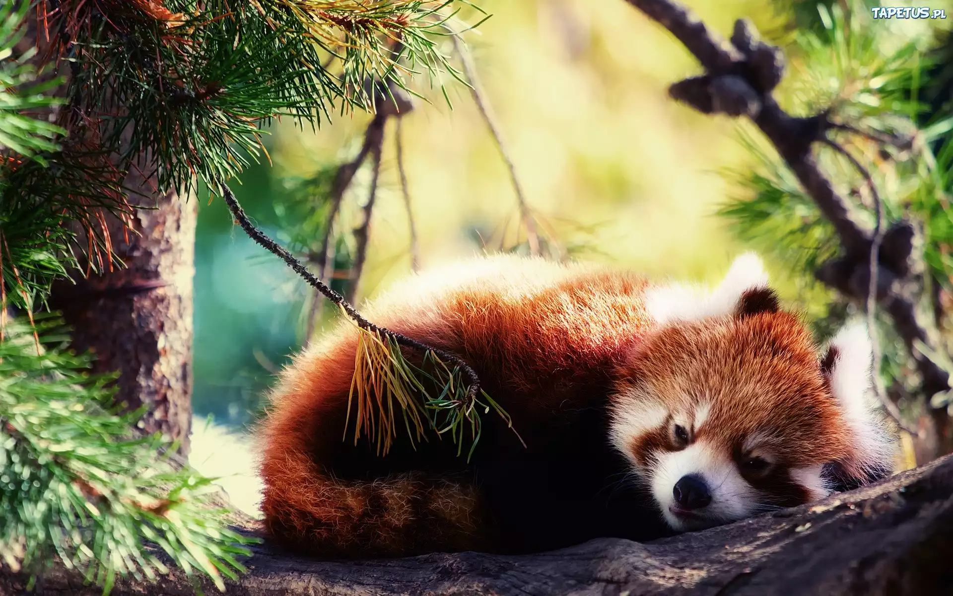 Panda, Czerwona, Drzewo, Wypoczynek, Las