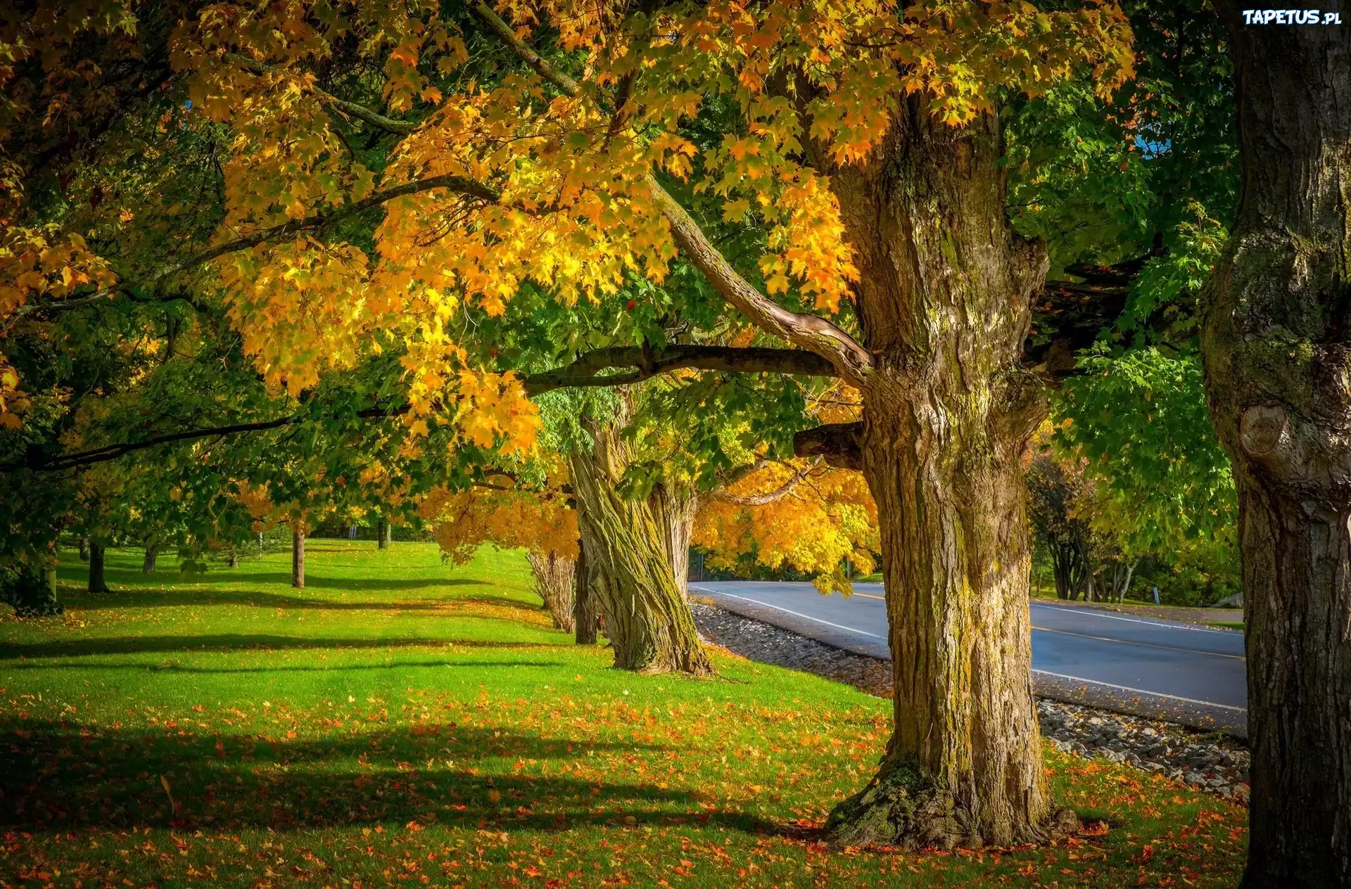 Droga, Park, Jesień