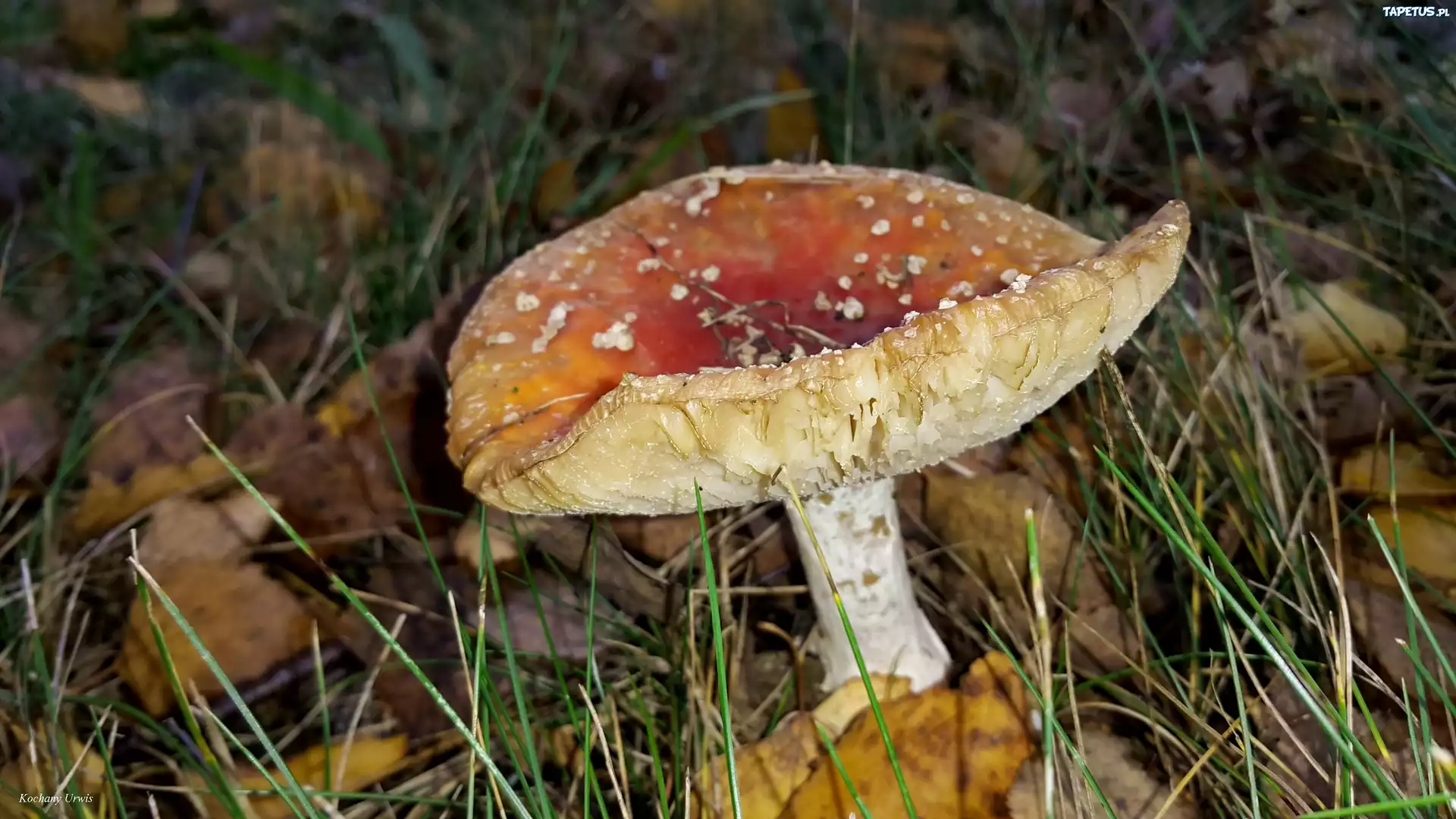 Muchomor, Trawa, Liście