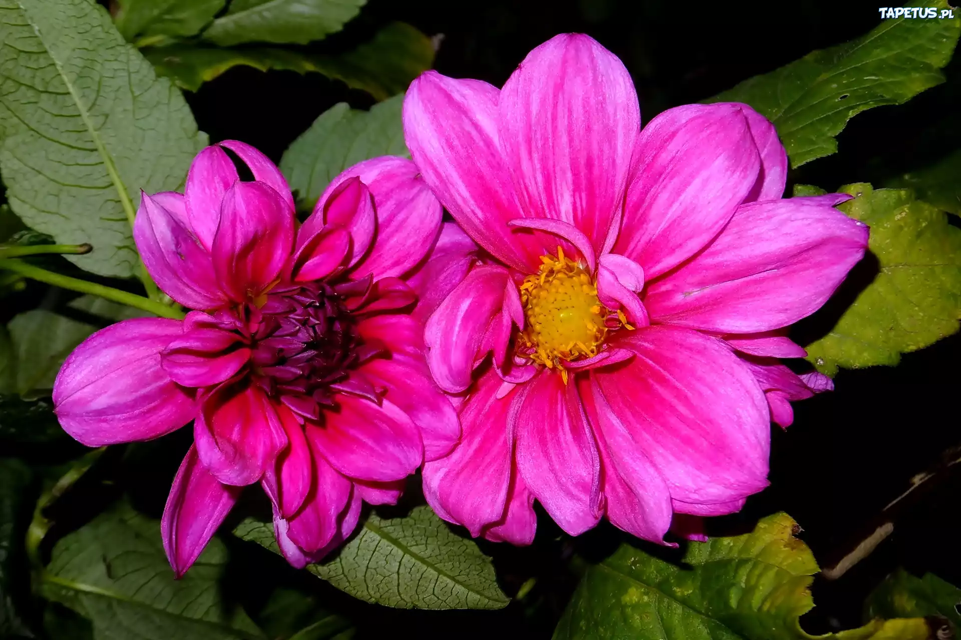 Purpurowa, Georginia