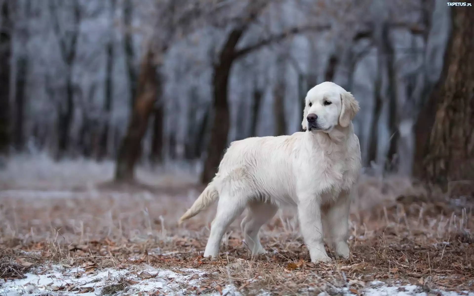 Młody, Golden retriever, Las