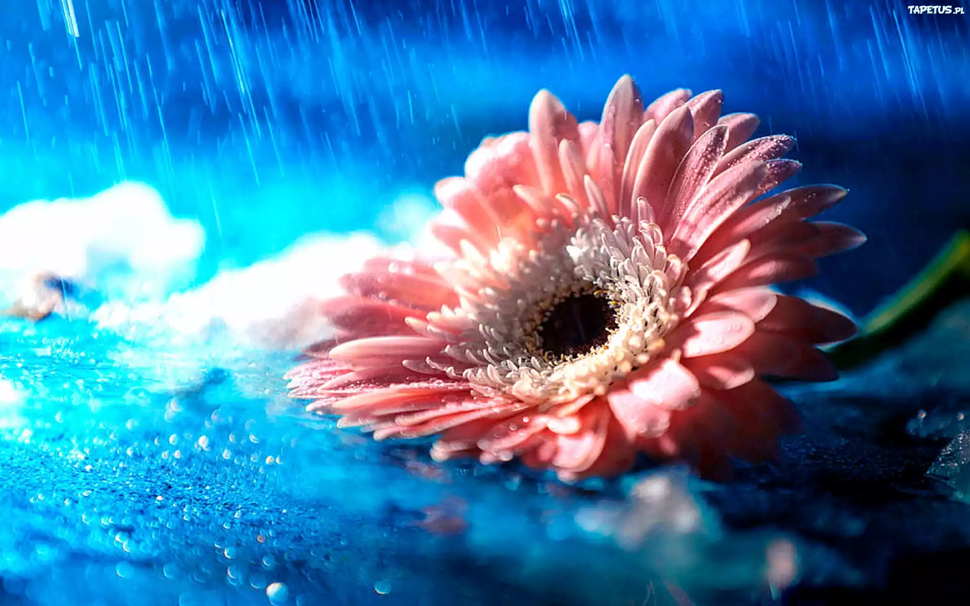 Gerbera, Deszcz, Krople, Makro