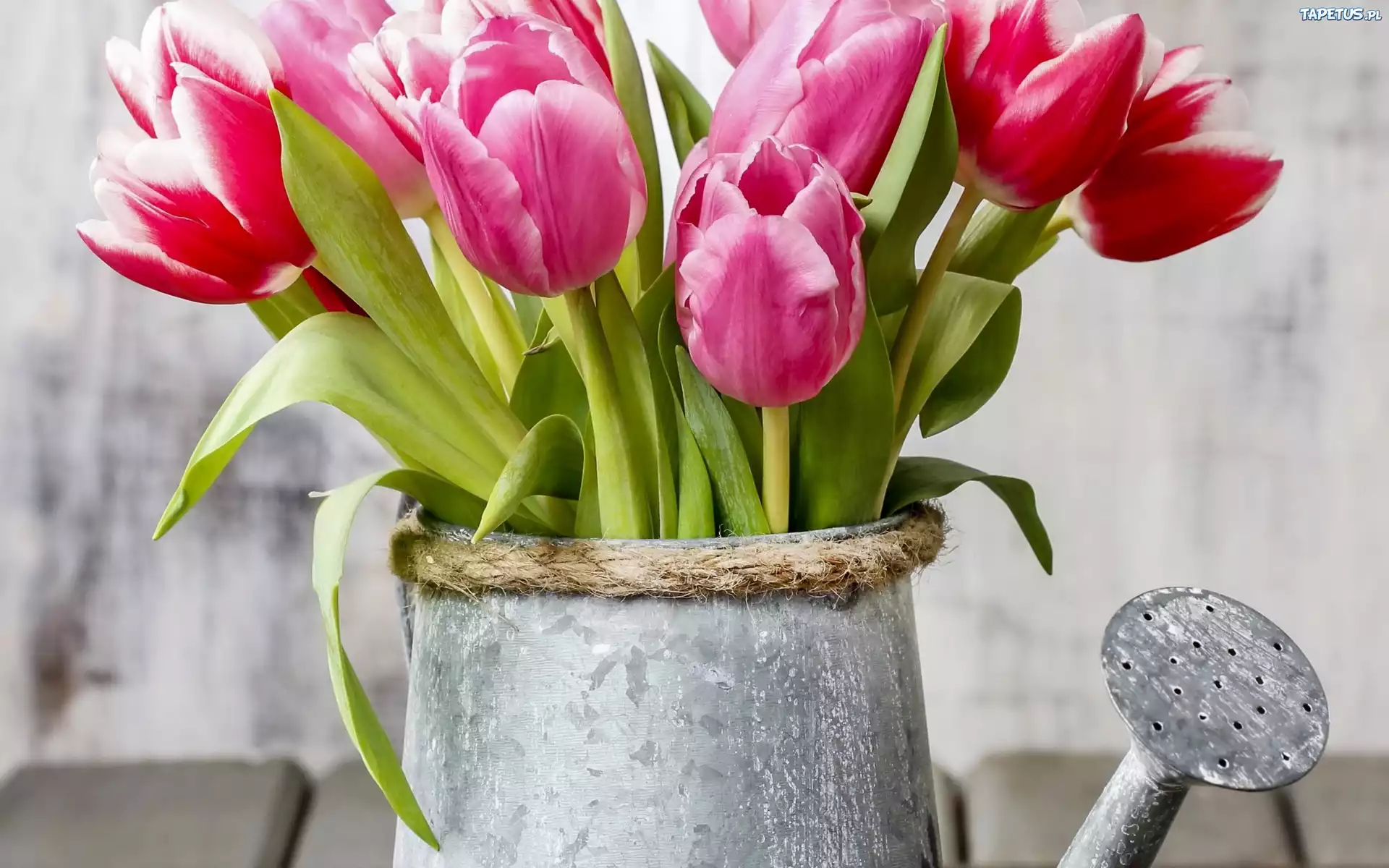 Как сохранить свежие тюльпаны в вазе. Тюльпан ready. Красивые тюльпаны. Весенние цветы тюльпаны. Тюльпаны в вазе.