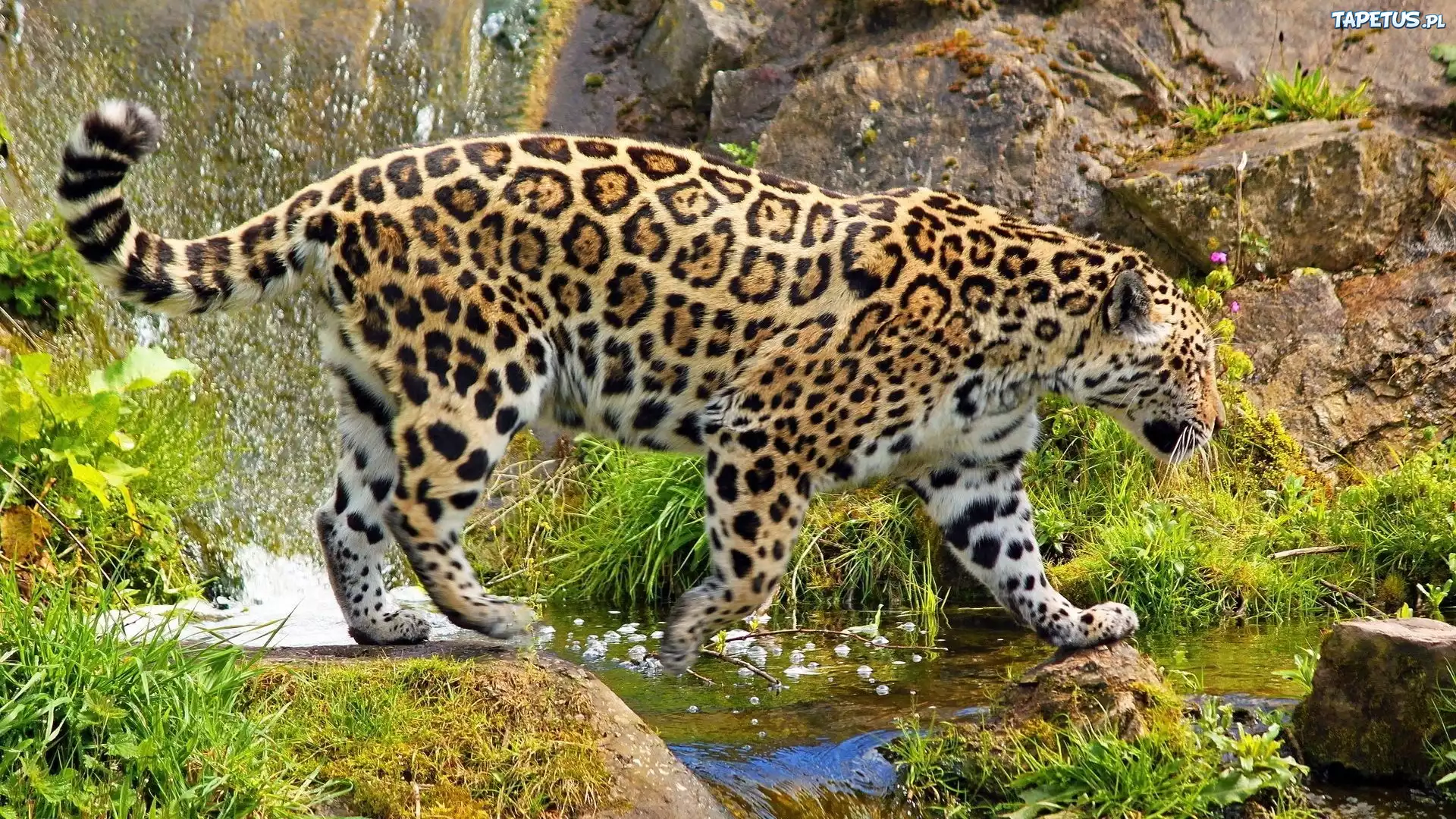 Jaguar, Woda, Skały