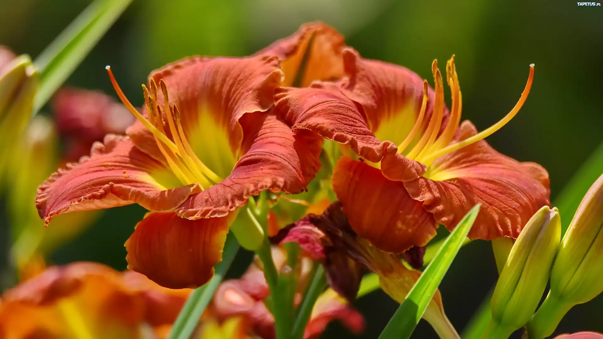 Kwiaty, Liliowce