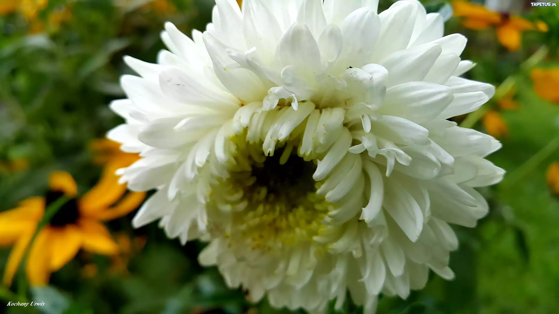Biały, Aster