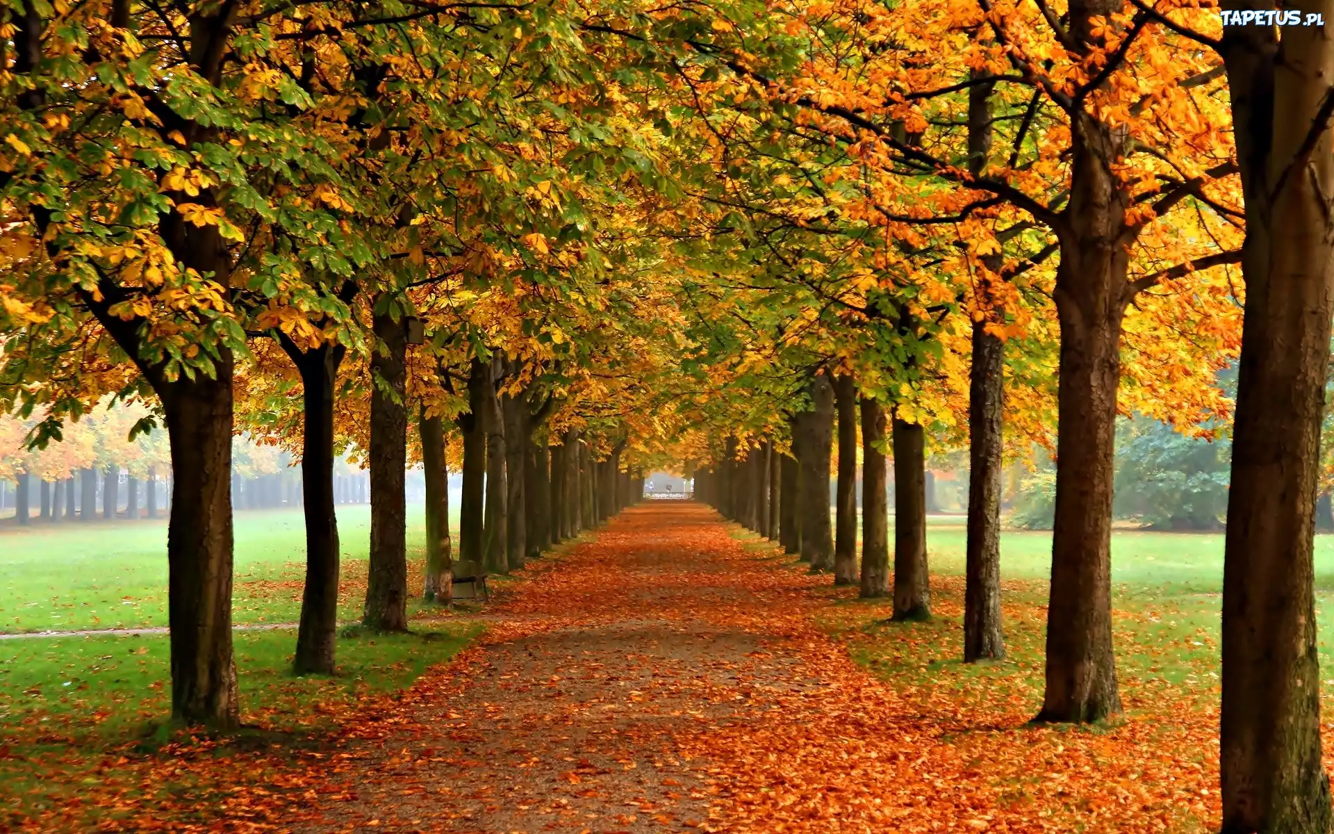 Jesień, Drzewa, Kasztany, Liście, Park