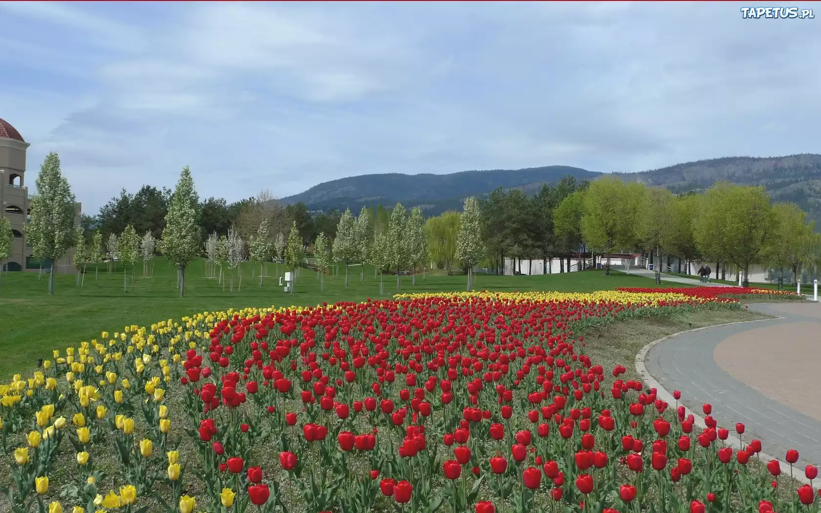 Park, Klomb, Tulipany, Góry