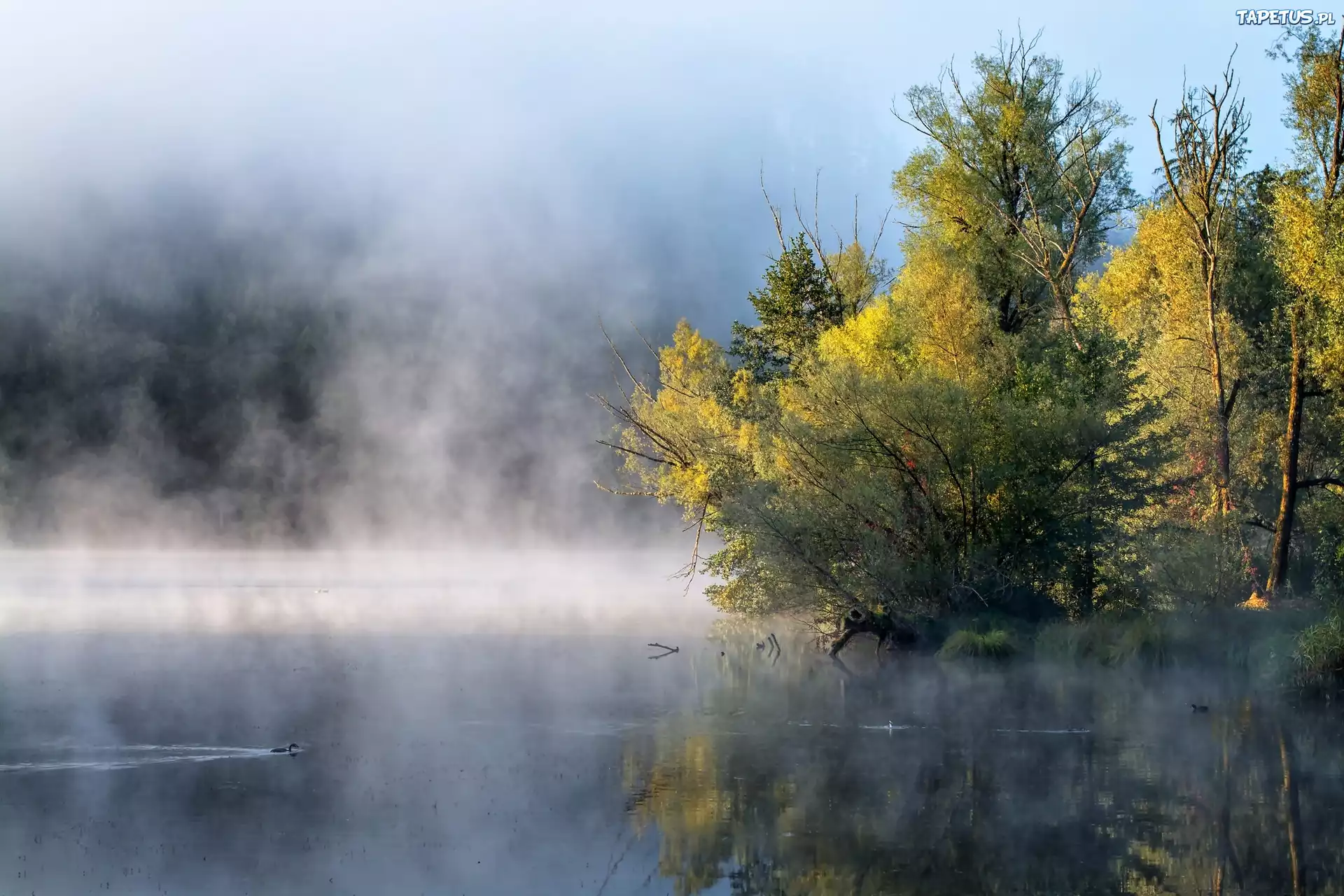 Tuman. Туман. Пар над озером. Природа туман. Туман над рекой осень.