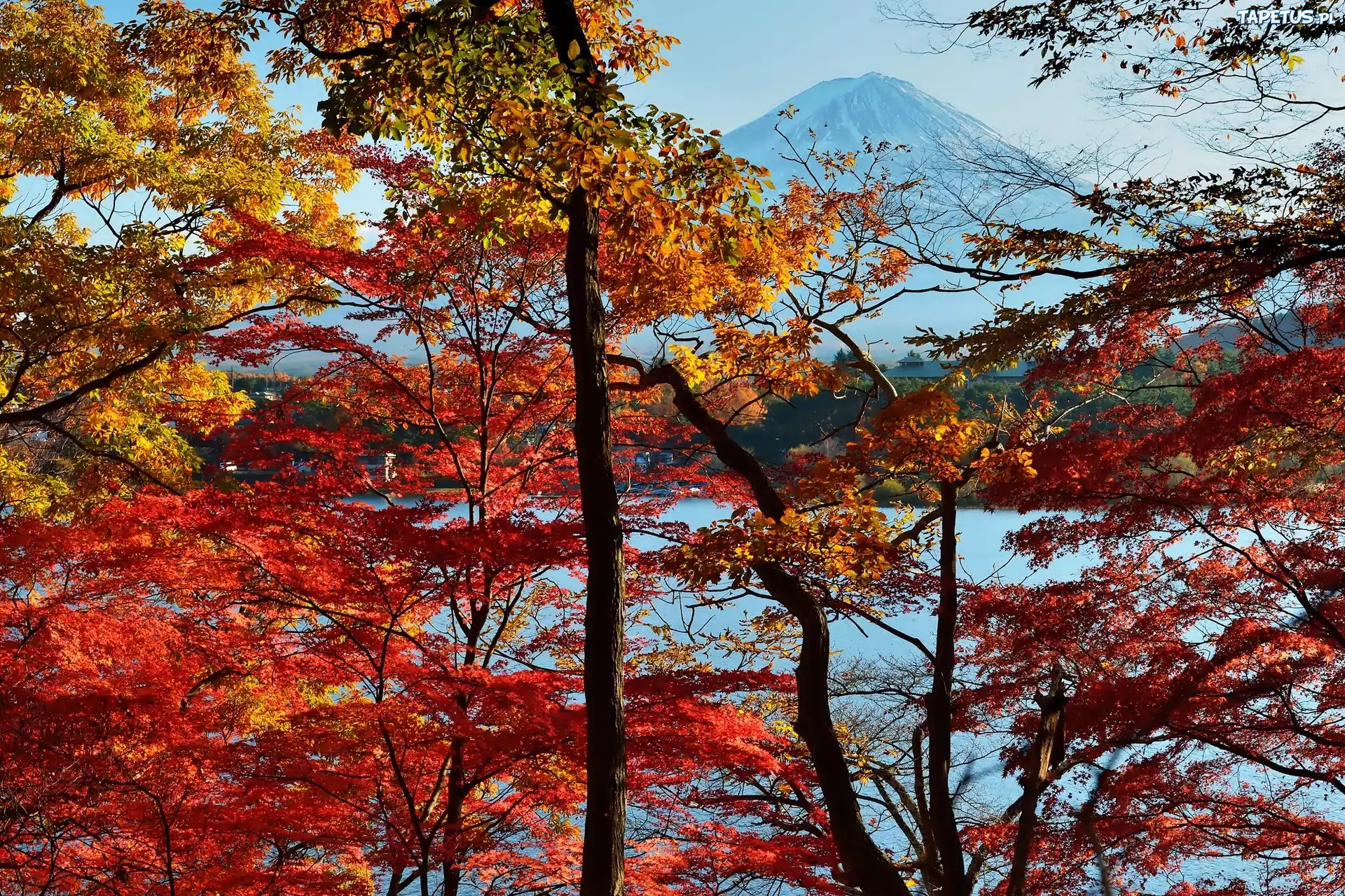 Jesień, Góra, Fuji, Drzewa, Japonia