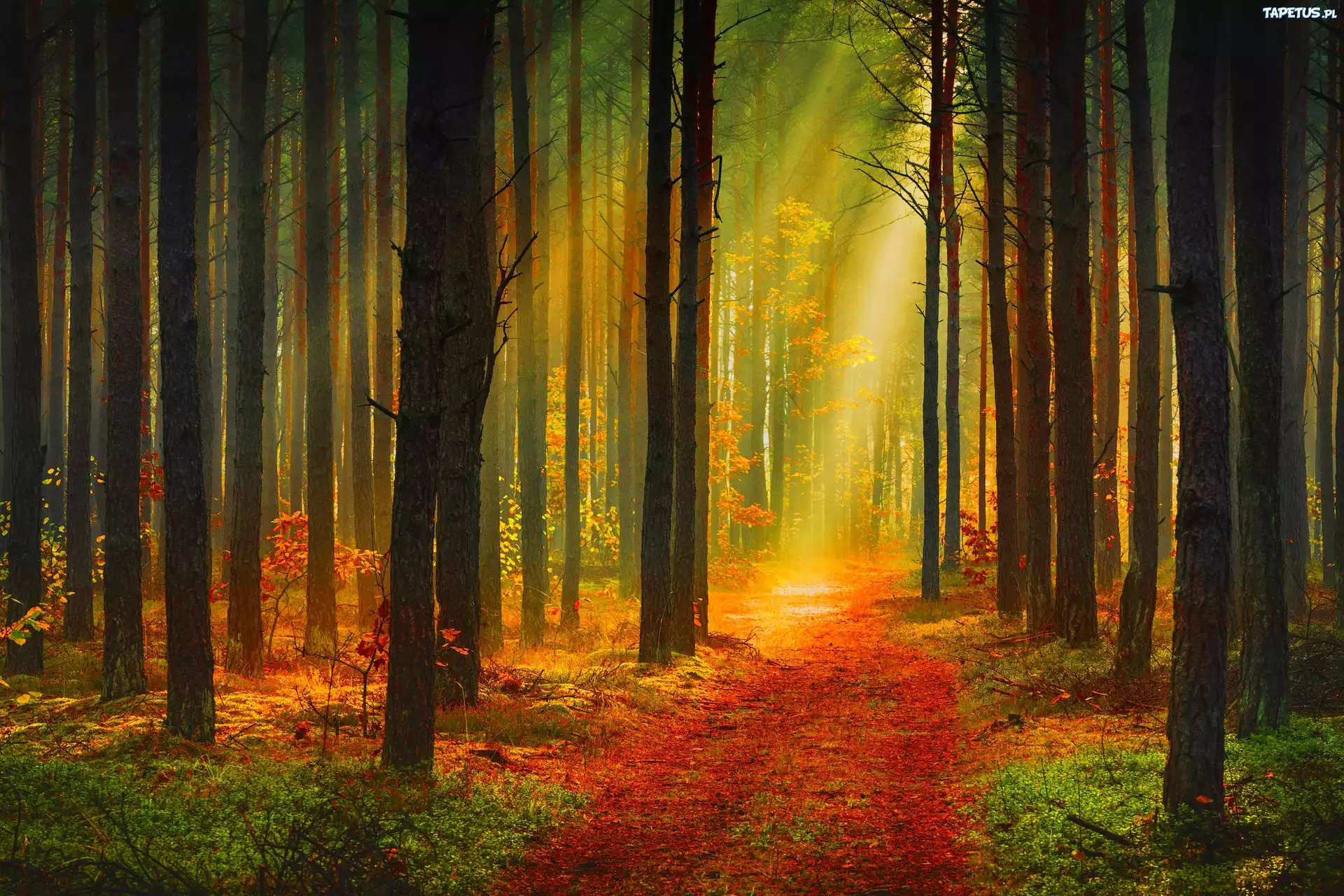 Las, Ścieżka, Przebijające Światło