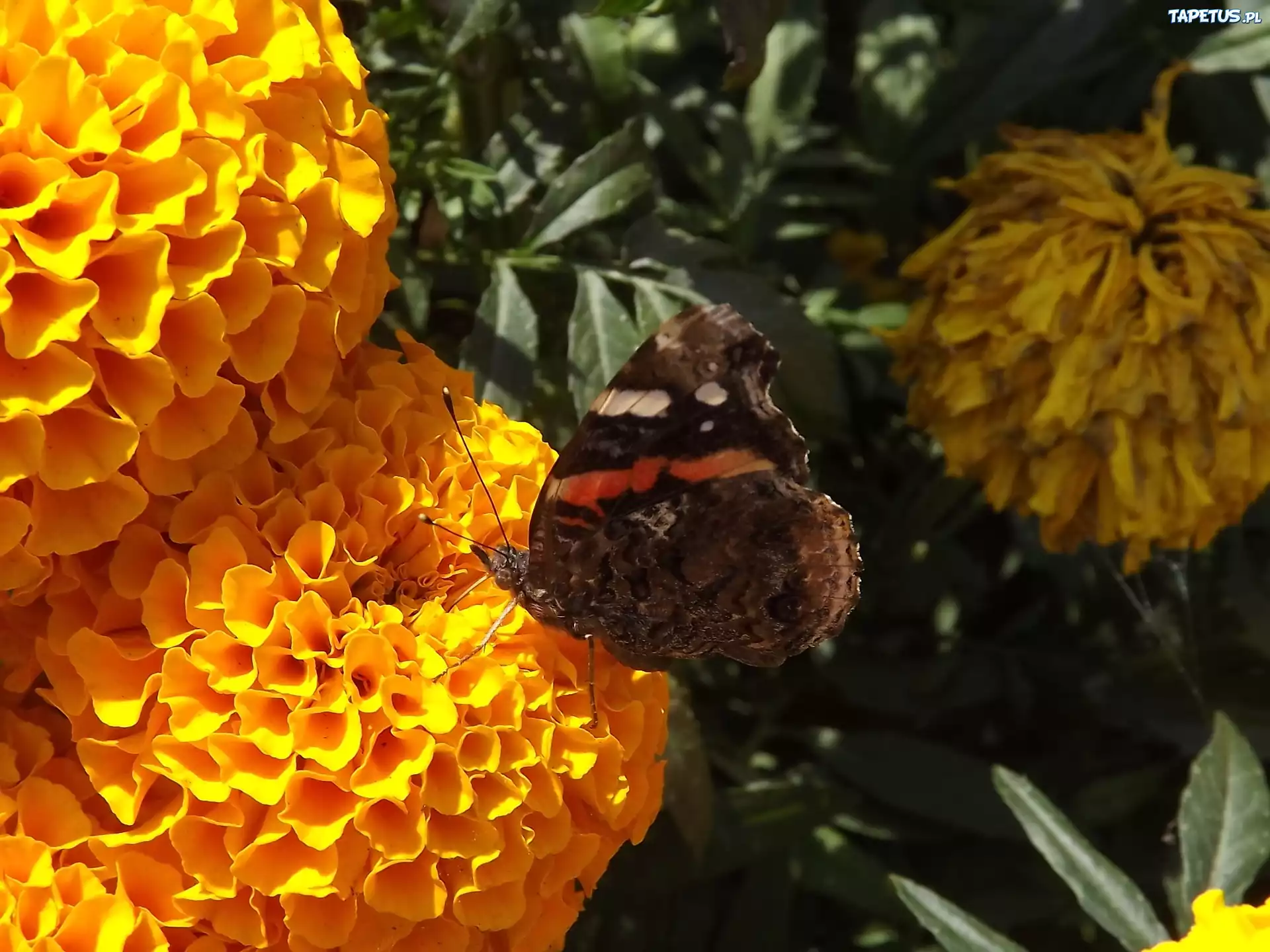 Pomarańczowe, Hortensje, Motyl