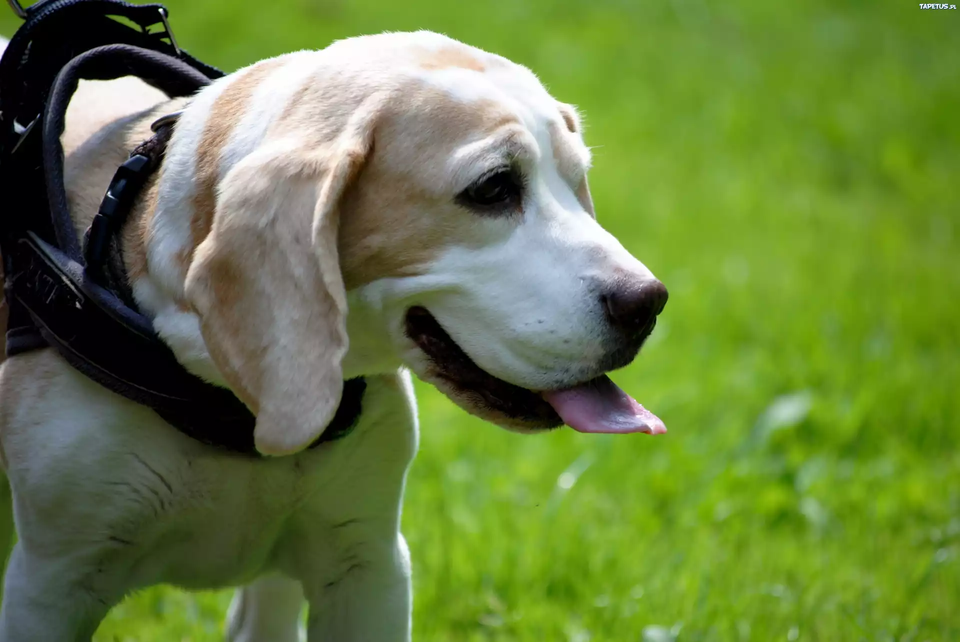 Pies, Beagle, Obroża