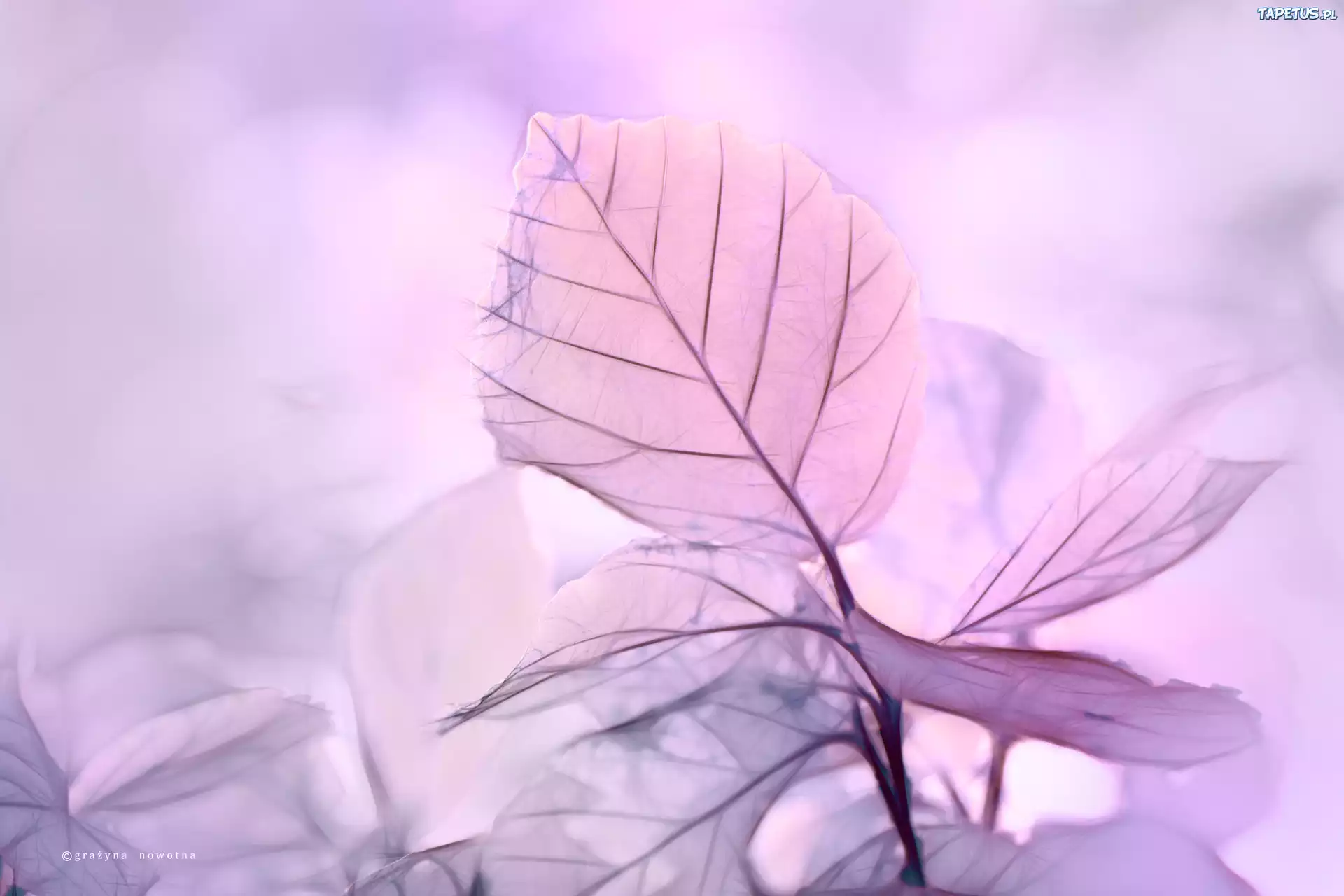 Fioletowe, Liście, Fractalius