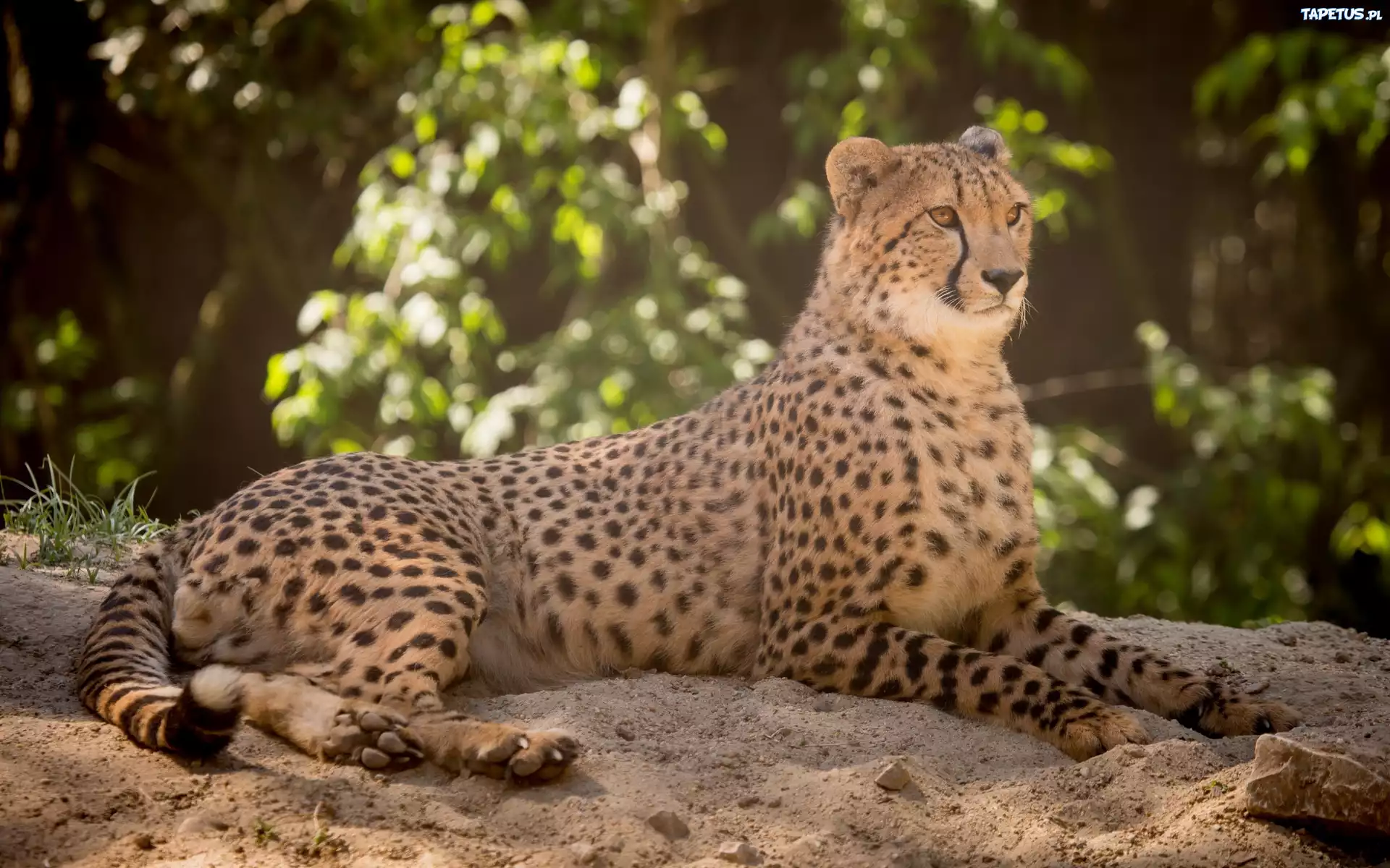 Gepard, Dziki, Kot, Zwierze