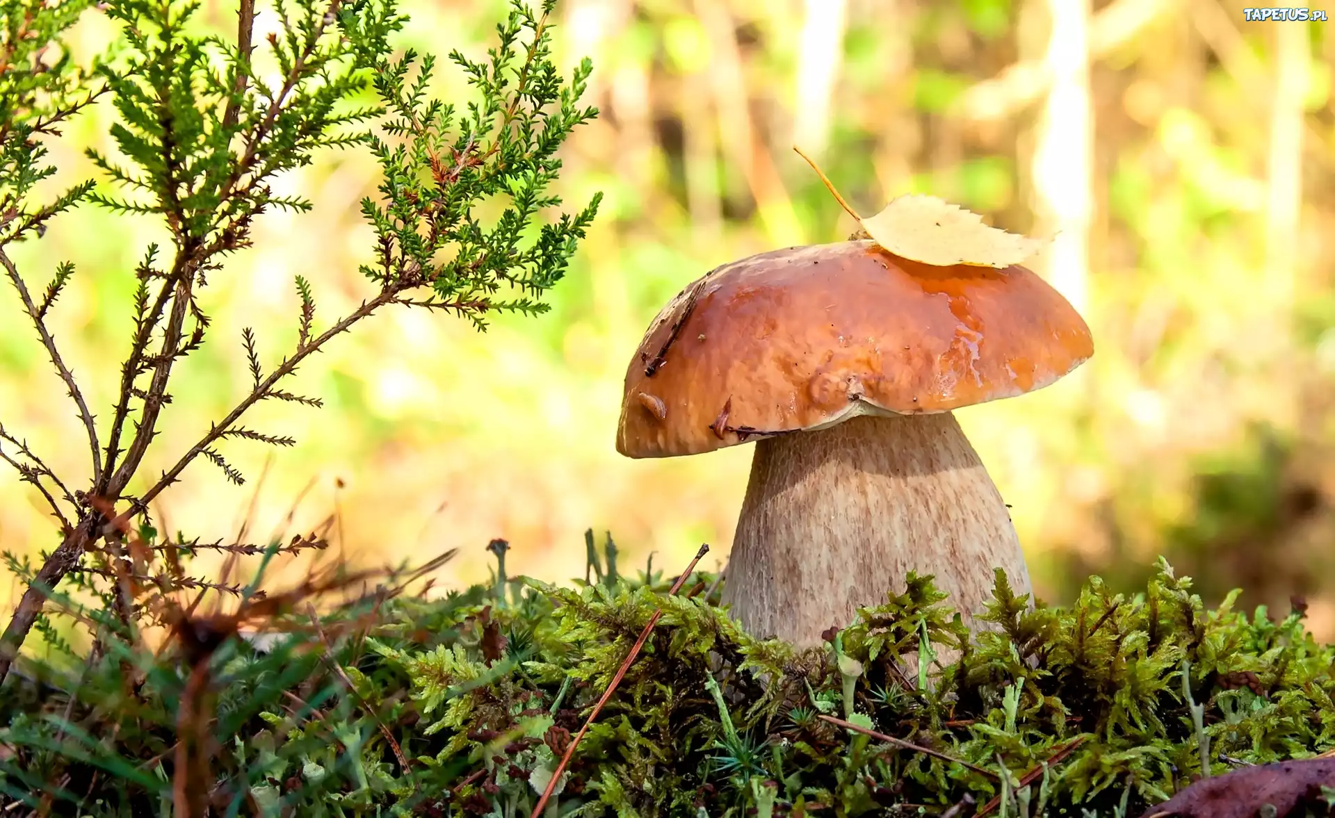 Grzyb, Borowik, Ściółka, Gałązka