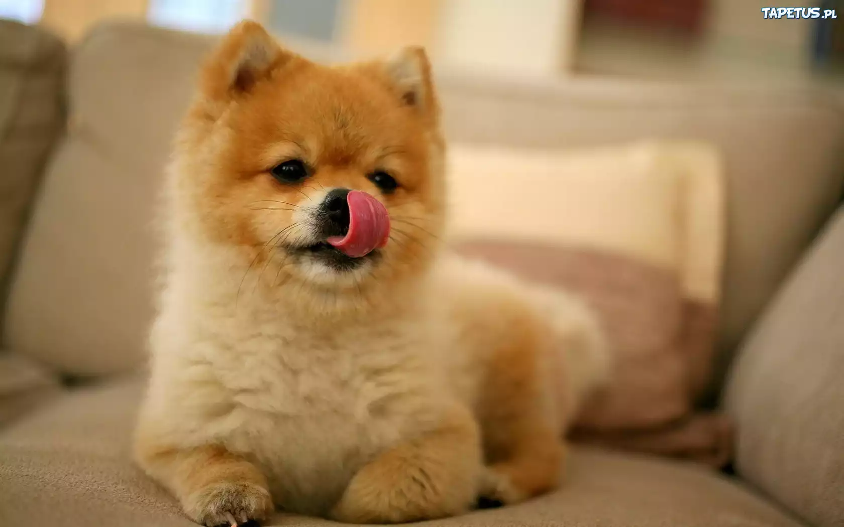 Akita, Inu, Język