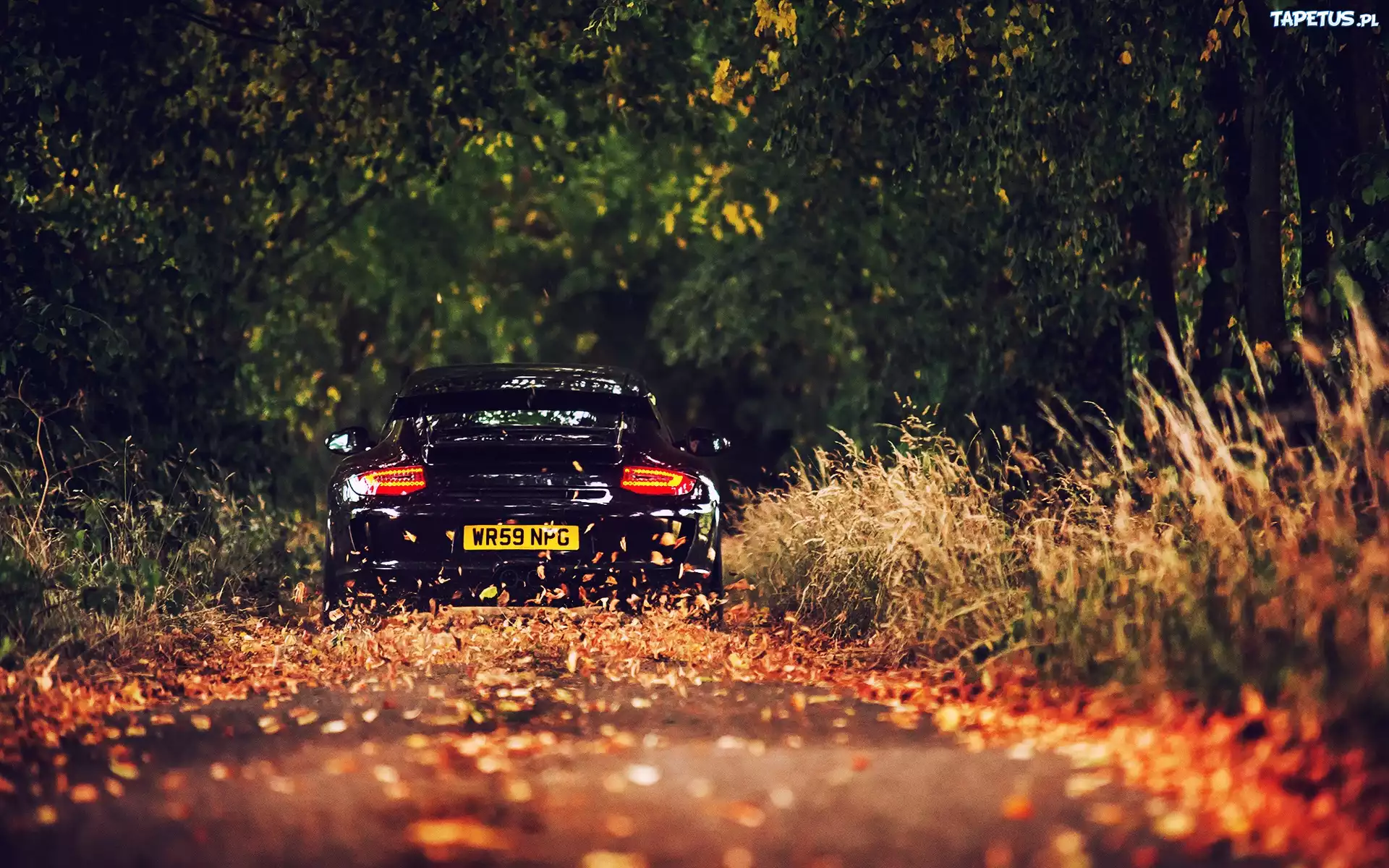 Porsche, 911, Las, Droga, Liście, Jesień,