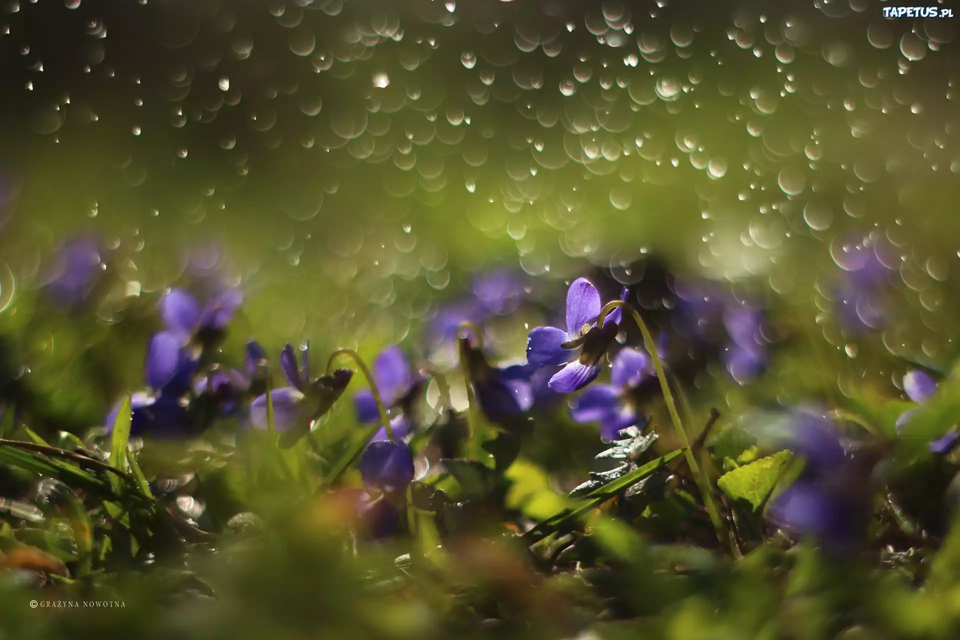 Fiołki Wonne, Fioletowe, Kwiaty, Bokeh