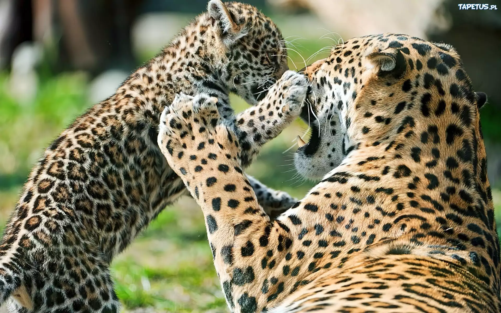 Jaguary, Samica, Młode
