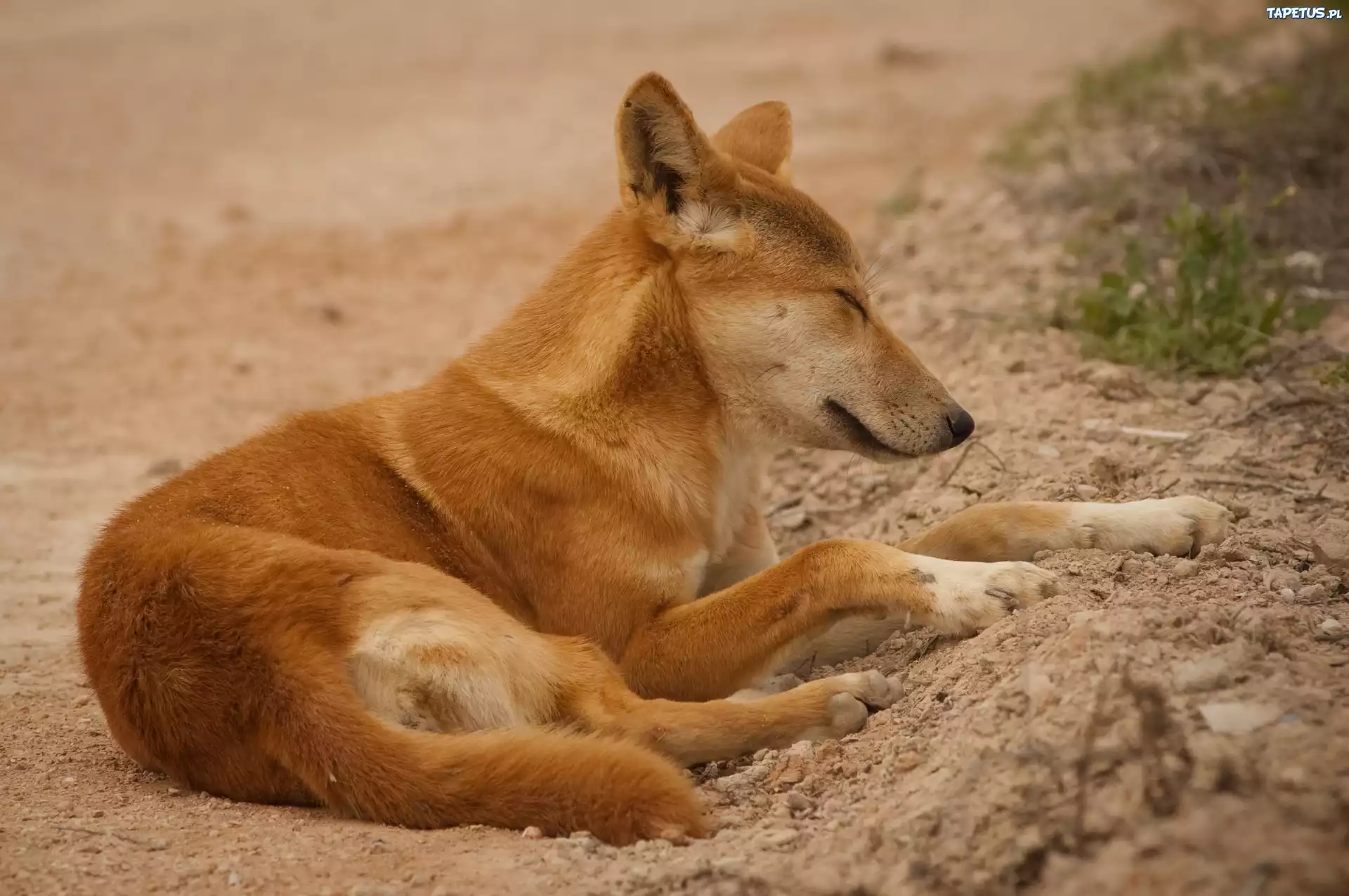 Śpiący, Pies, Dingo