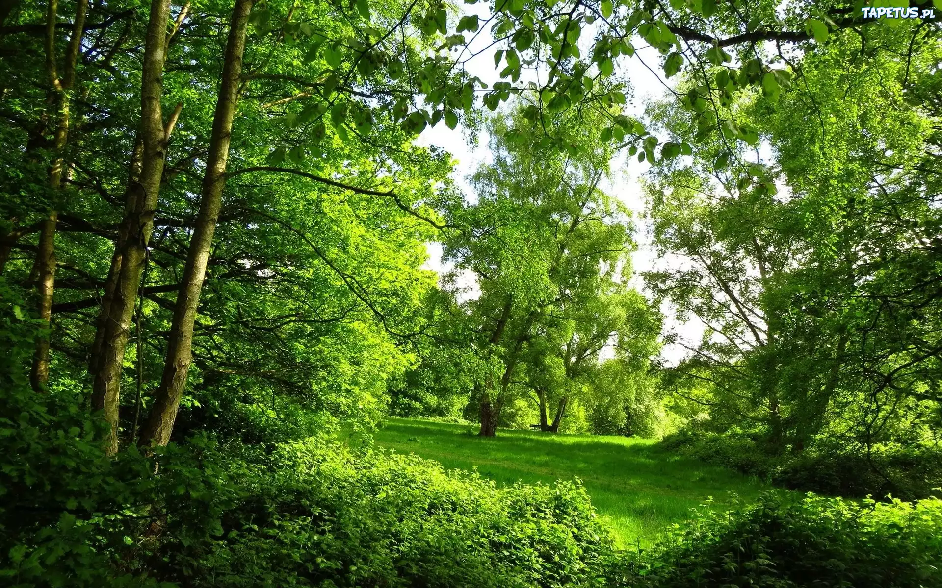 Park, Drzewa, Zieleń
