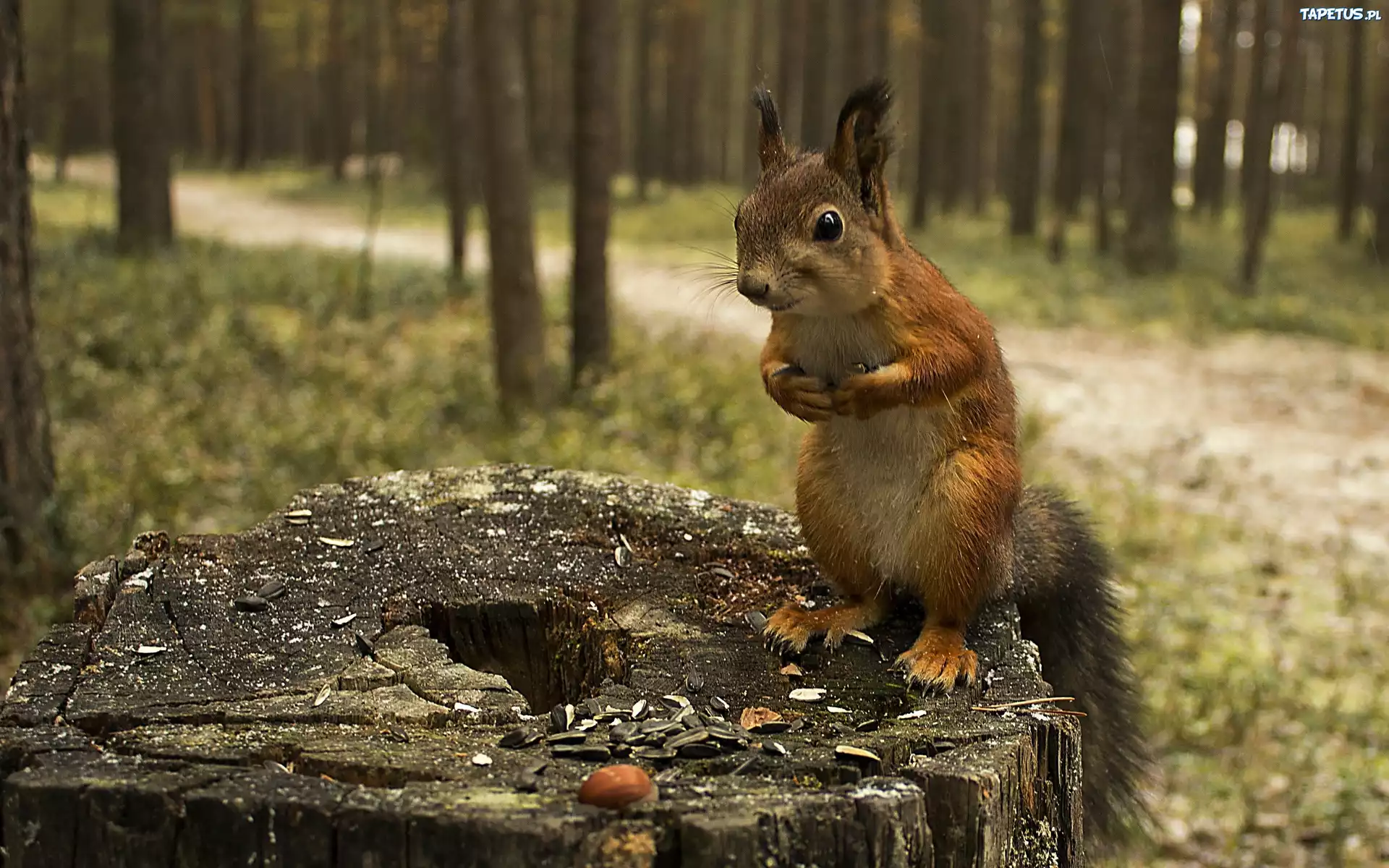 Wiewiórka, Pień, Drzewa, Pestki, Słonecznika, Las