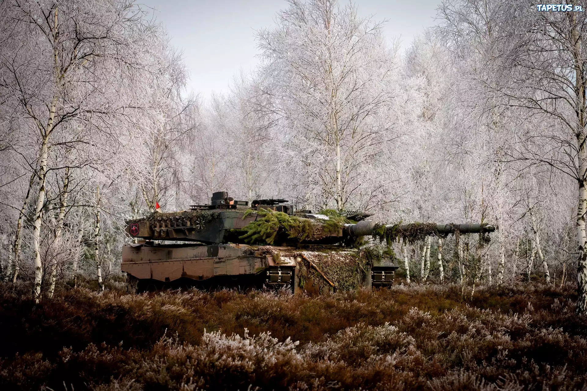 Czołg, Leopard 2a5, Trawa, Brzozy