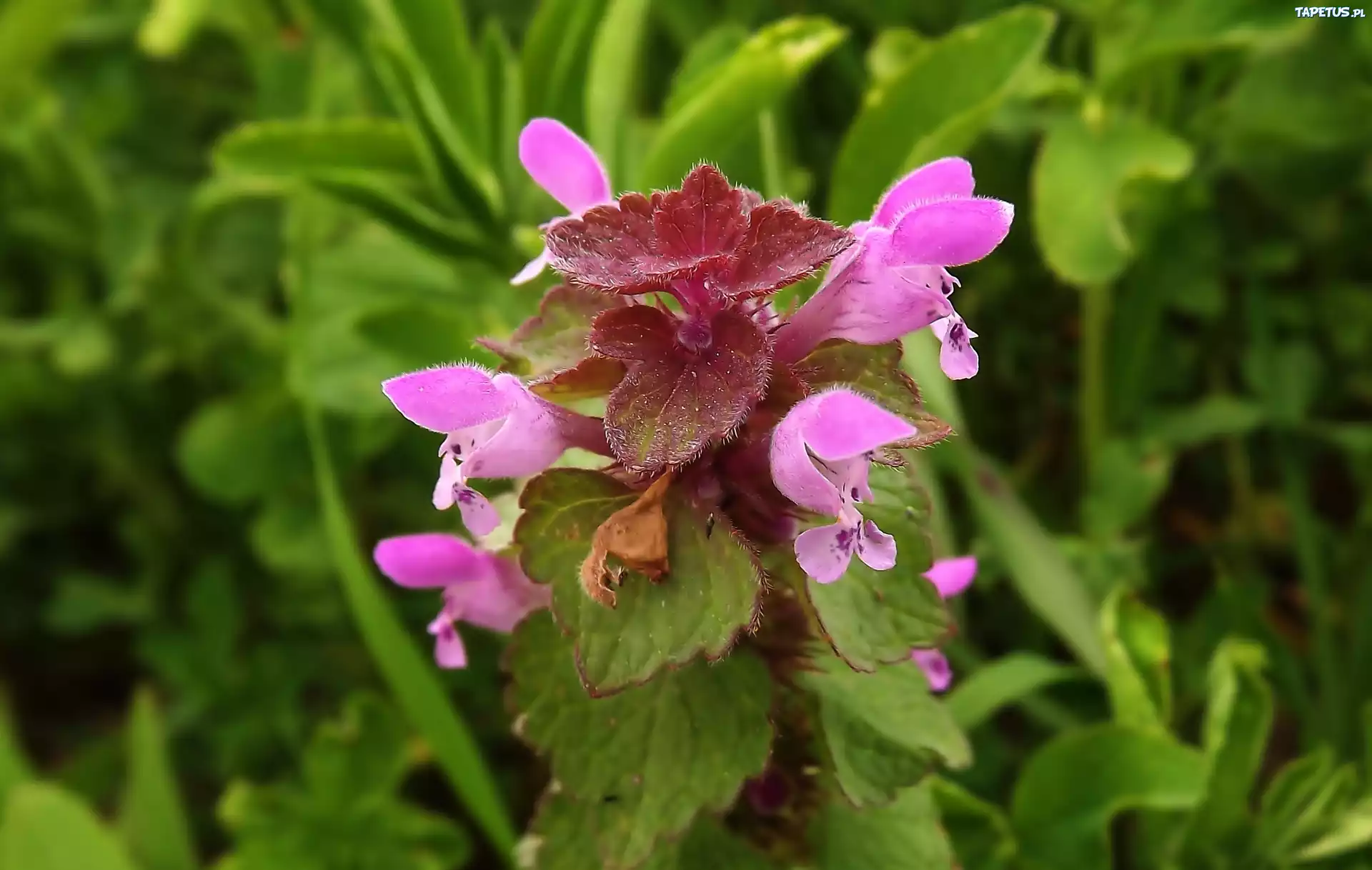 Jasnota Purpurowa, Pokrzywa, Różowe, Kwiatki