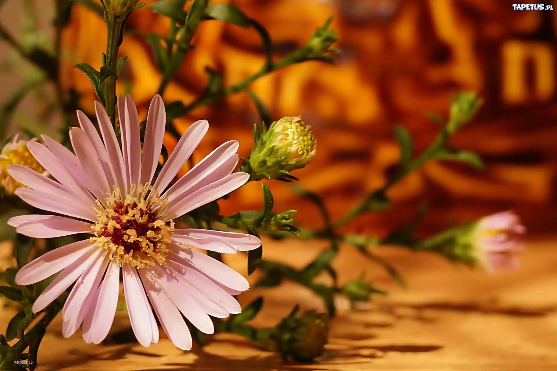 Aster