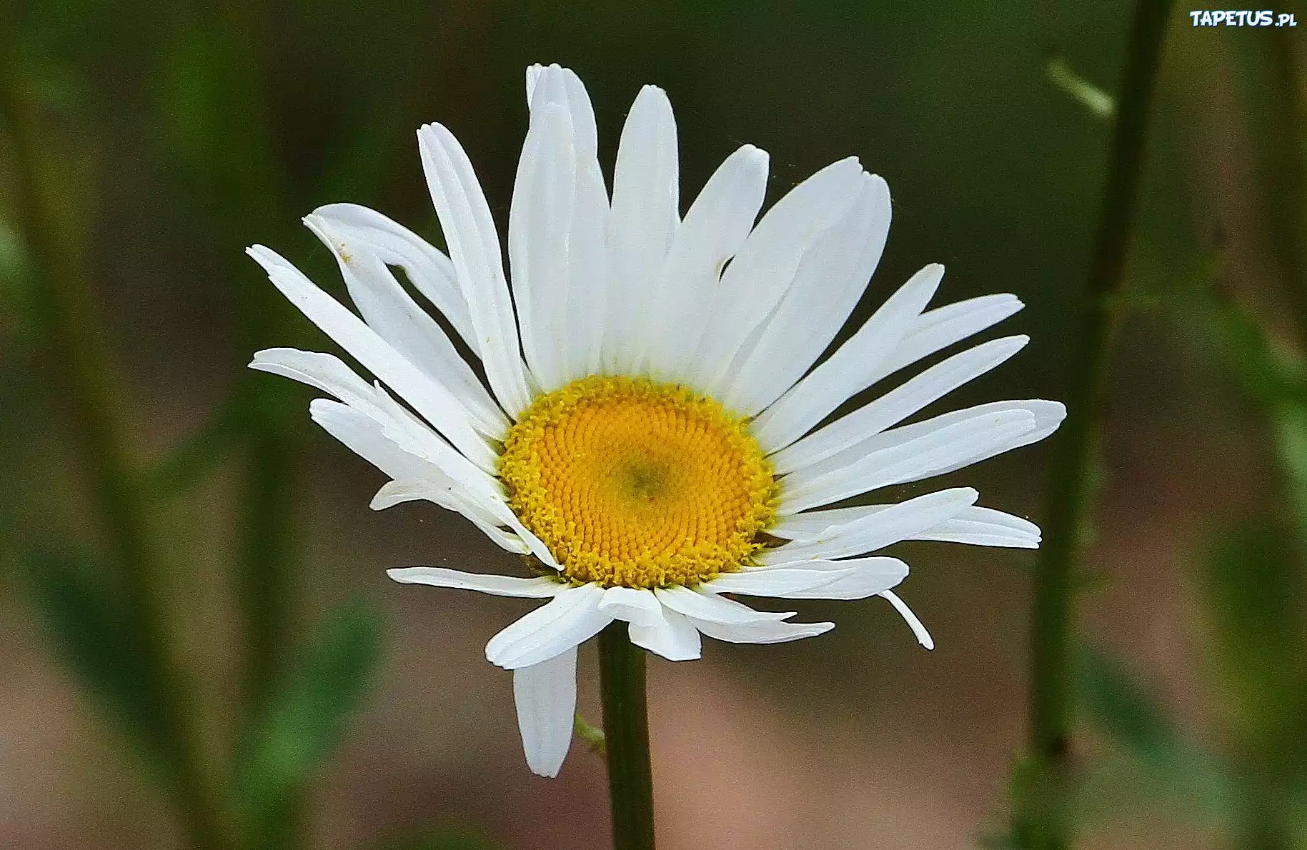 Margerytka