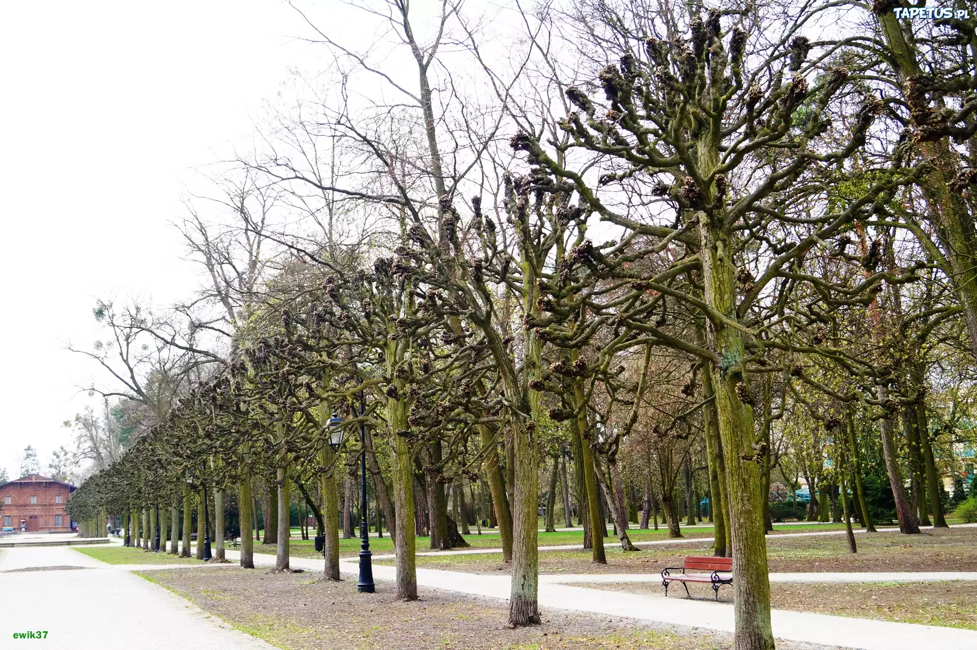Ciechocinek, Budynek, Park, Drzewa, Ławka, Park