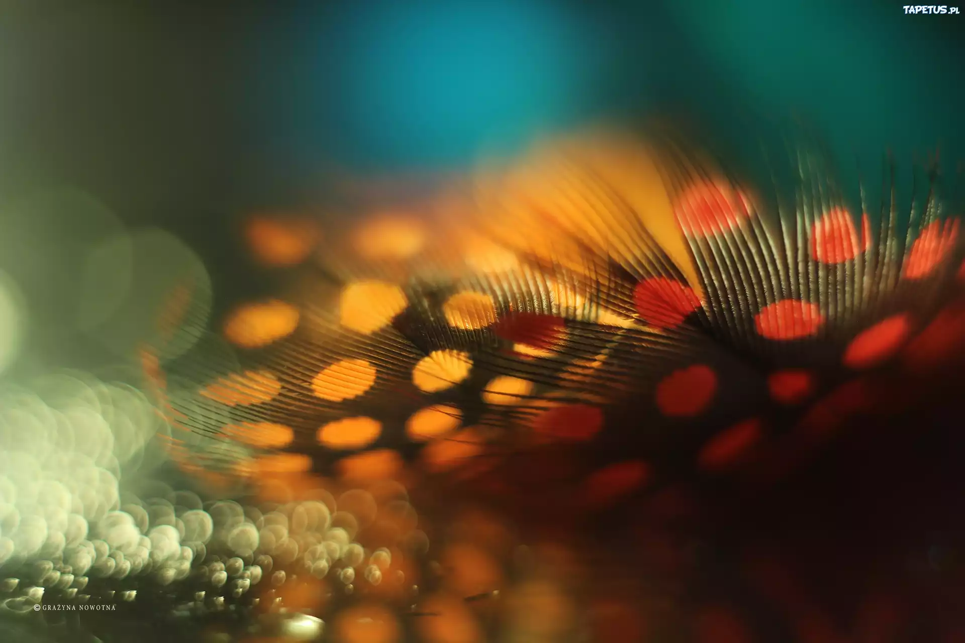 Piórka, Makro, Bokeh