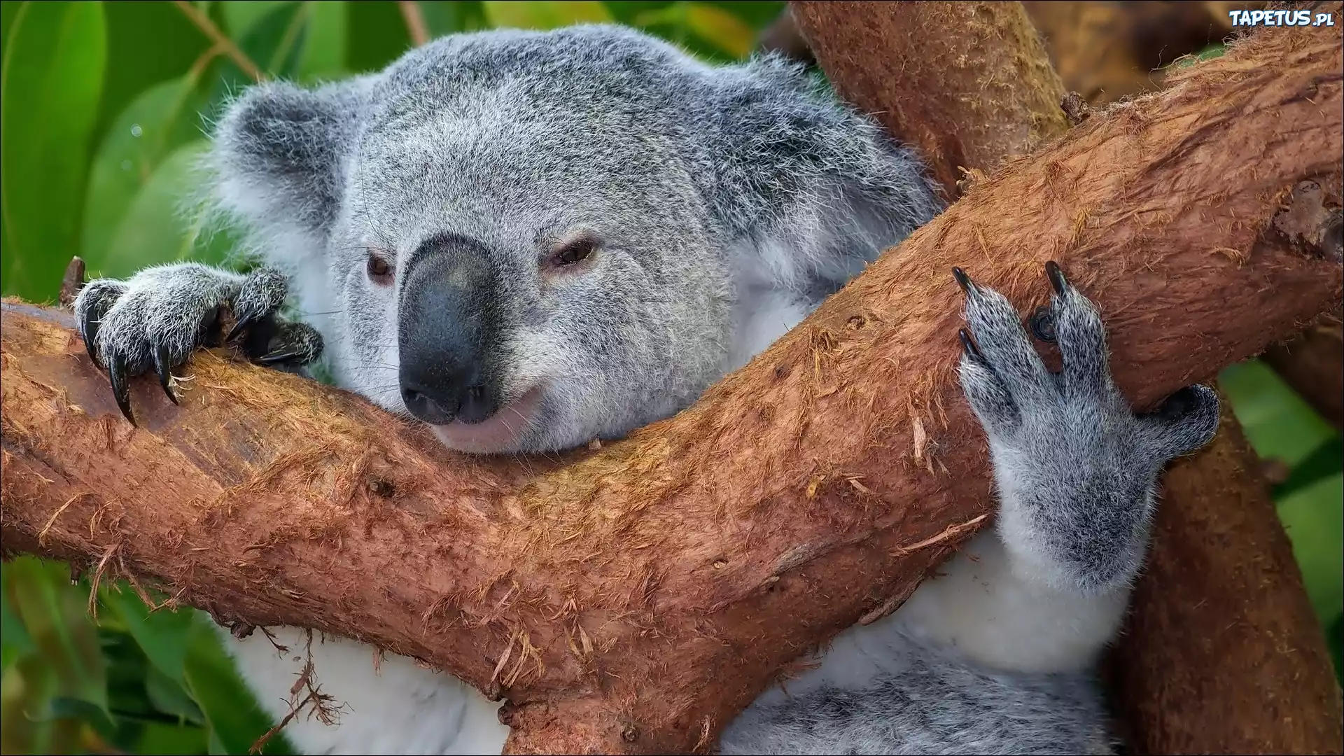 Koala, Drzewo
