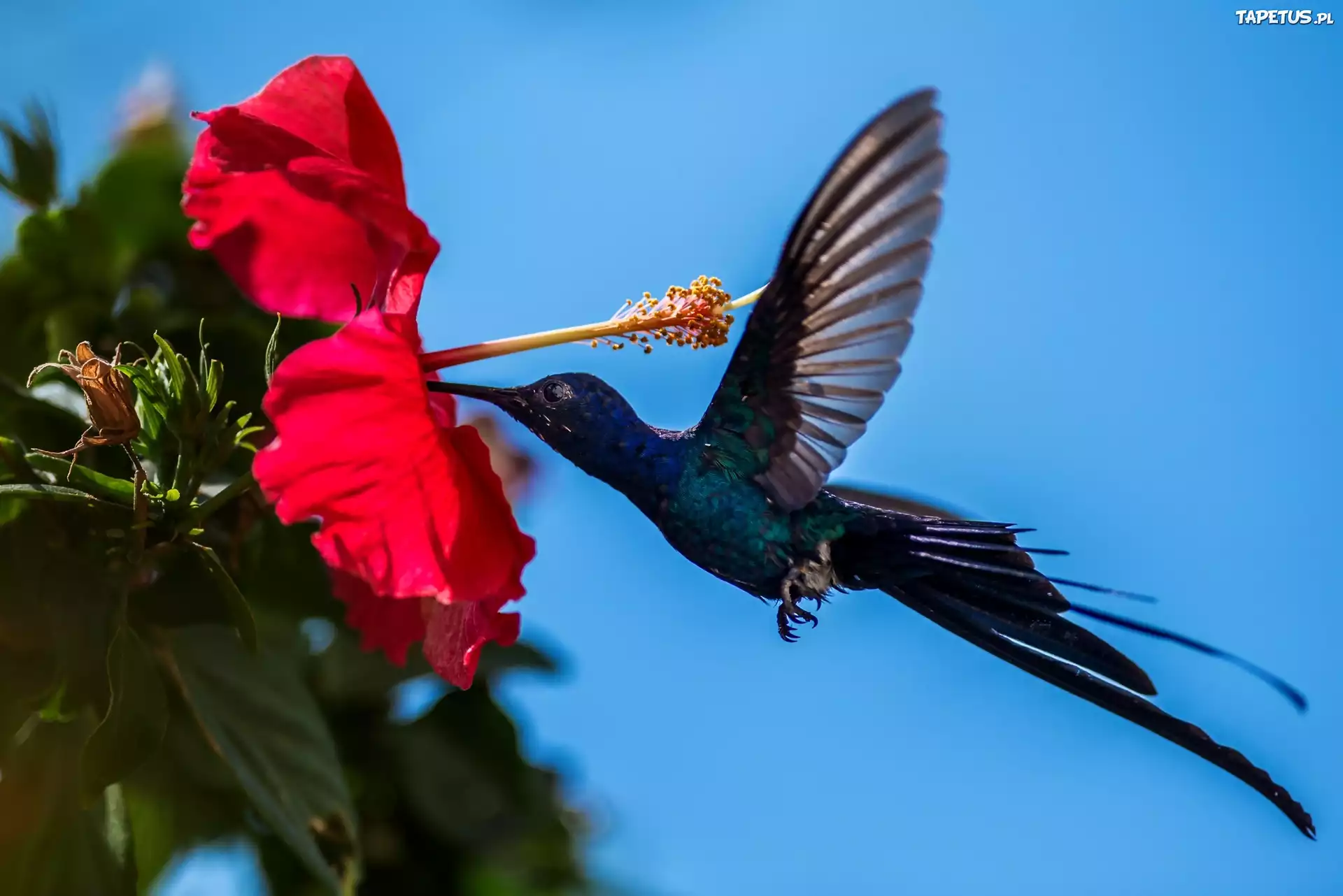 Hibiskus, Kwiat, Koliber, Ptak