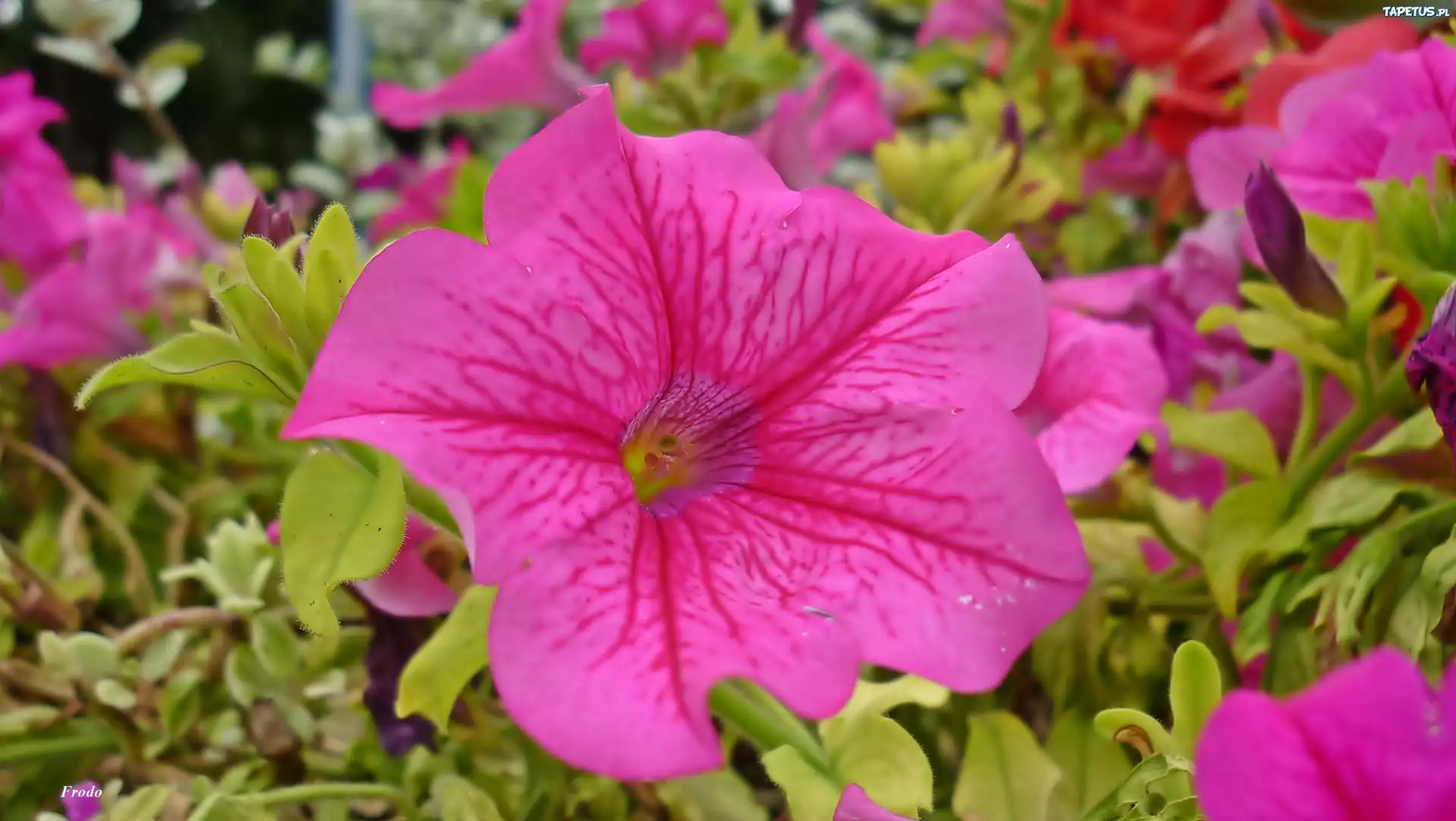 Kwiat, Petunia, Różowa