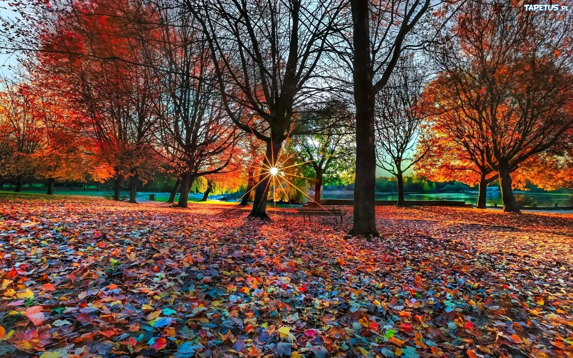 Jesień, Park, Drzewa, Liście, Promienie, Słońca