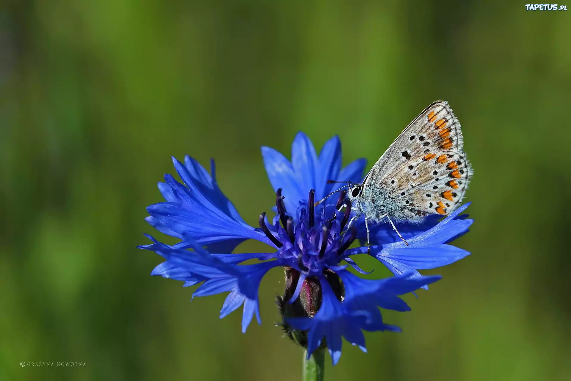 Motyl, Modraszek, Chaber, Modraczek