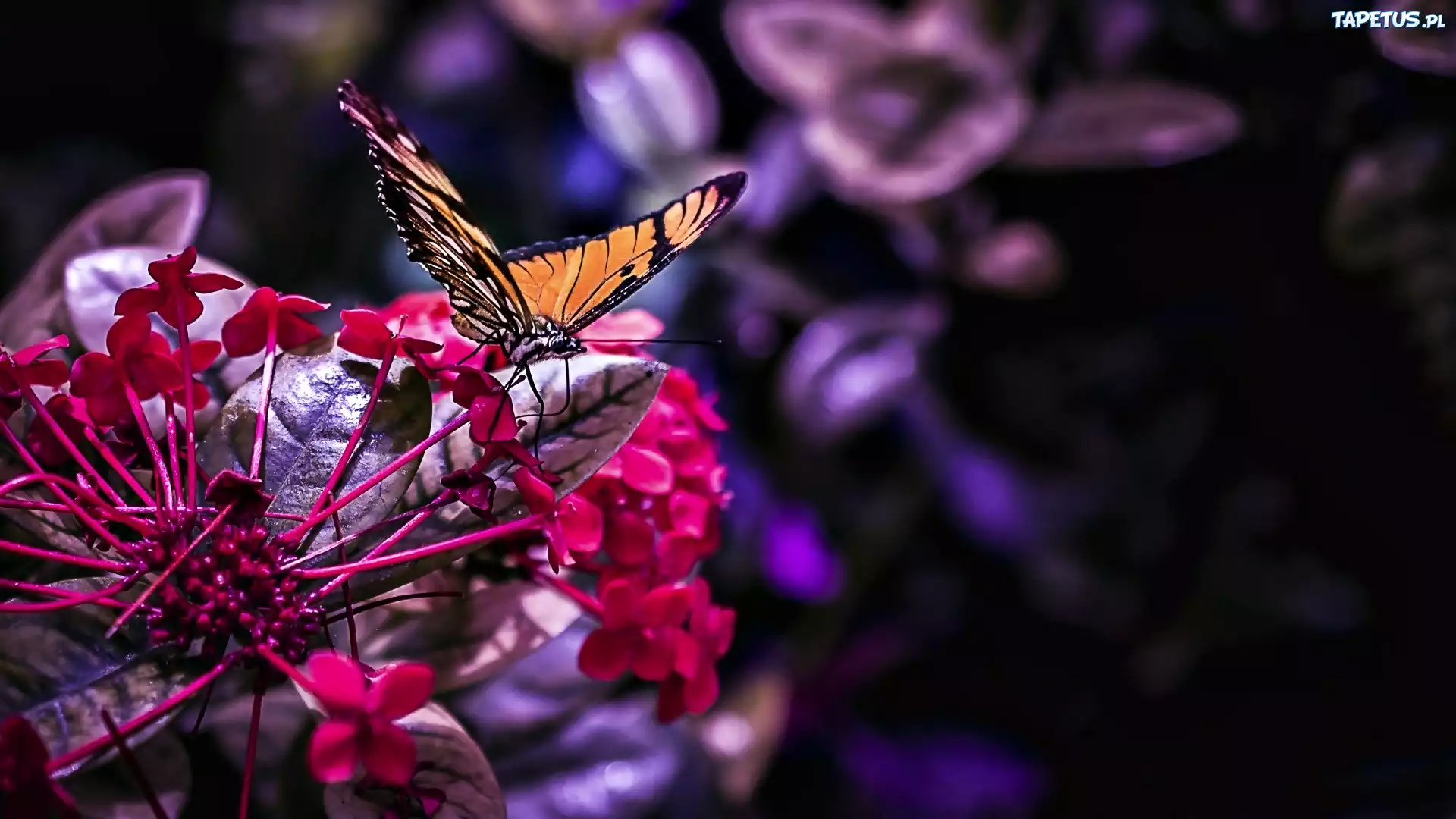 Motyl, Kwiat