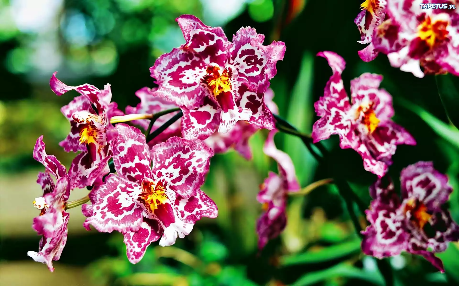Różowa, Orchidea, Nakrapiana, Rozmycie