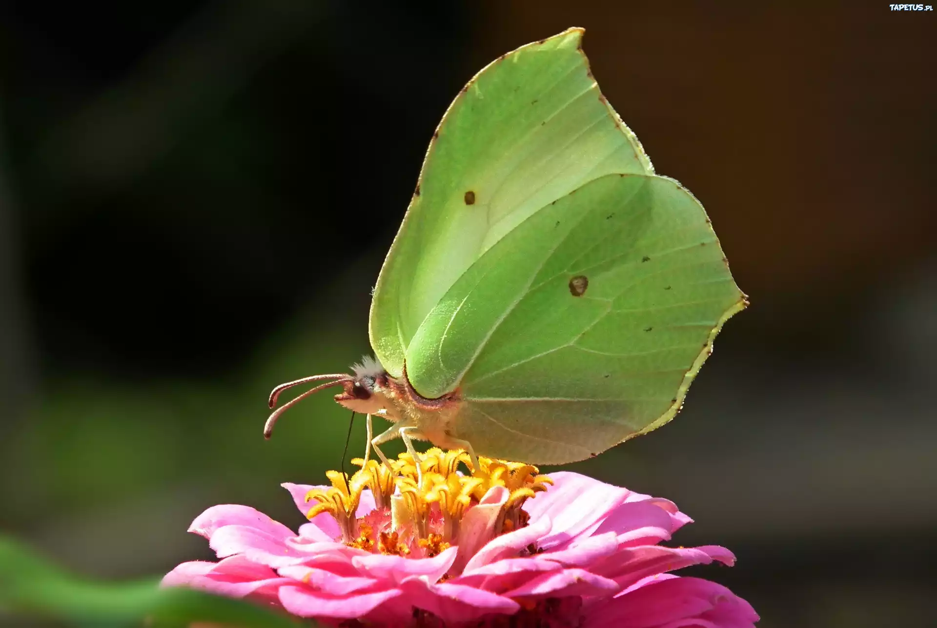 Motyl, Cytrynek, Kwiat, Cynia