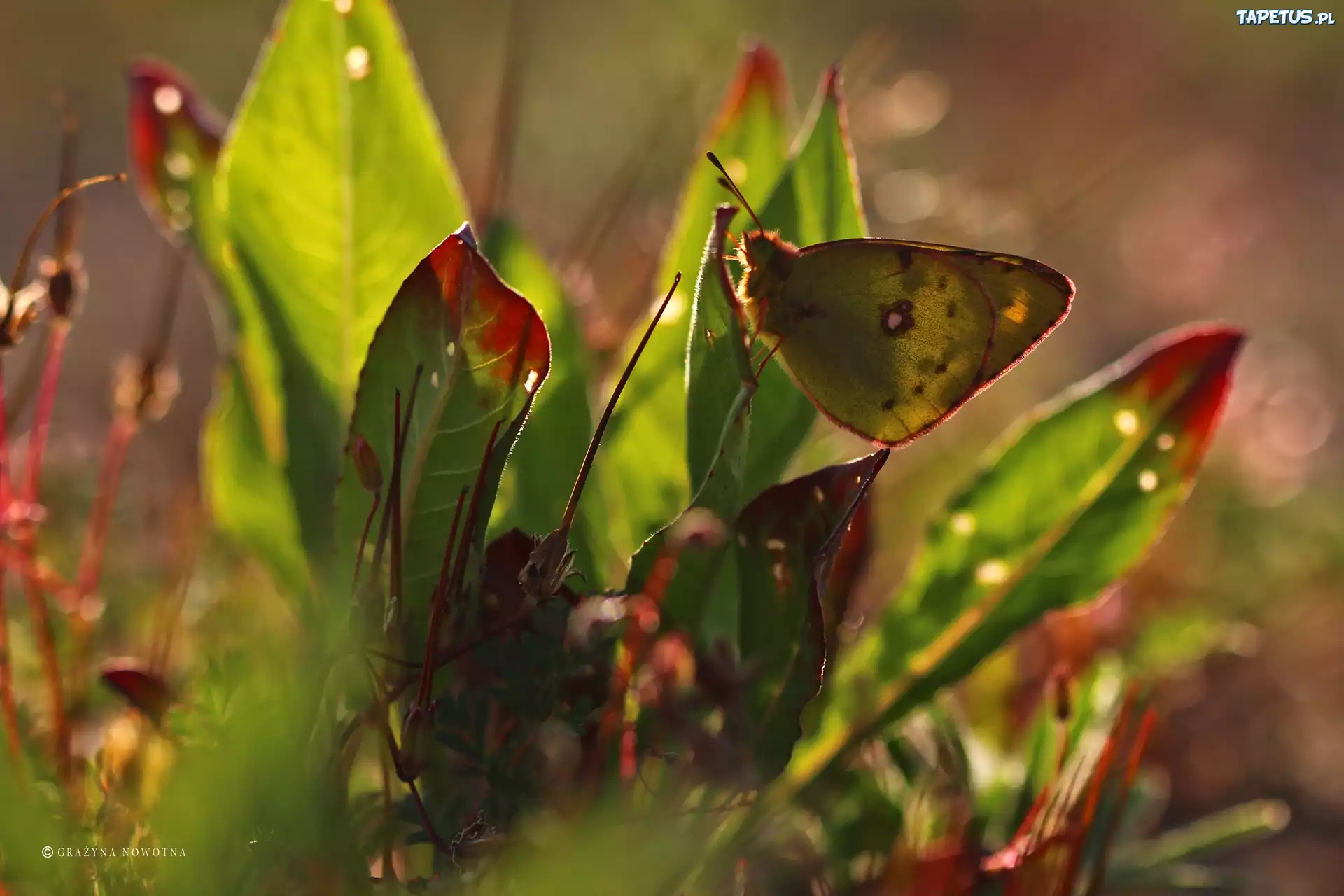 Motyl, Rośliny