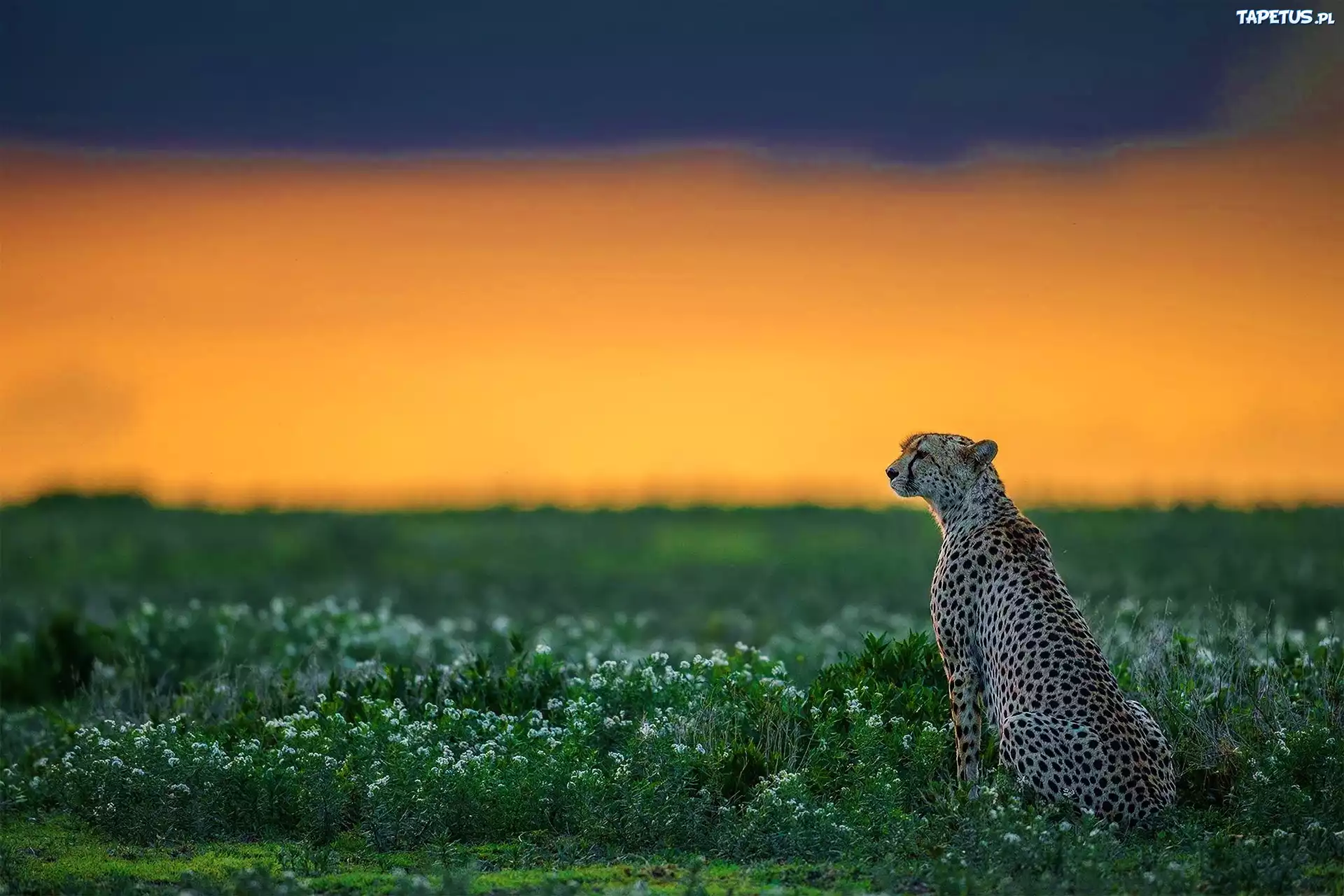 Gepard, Trawy